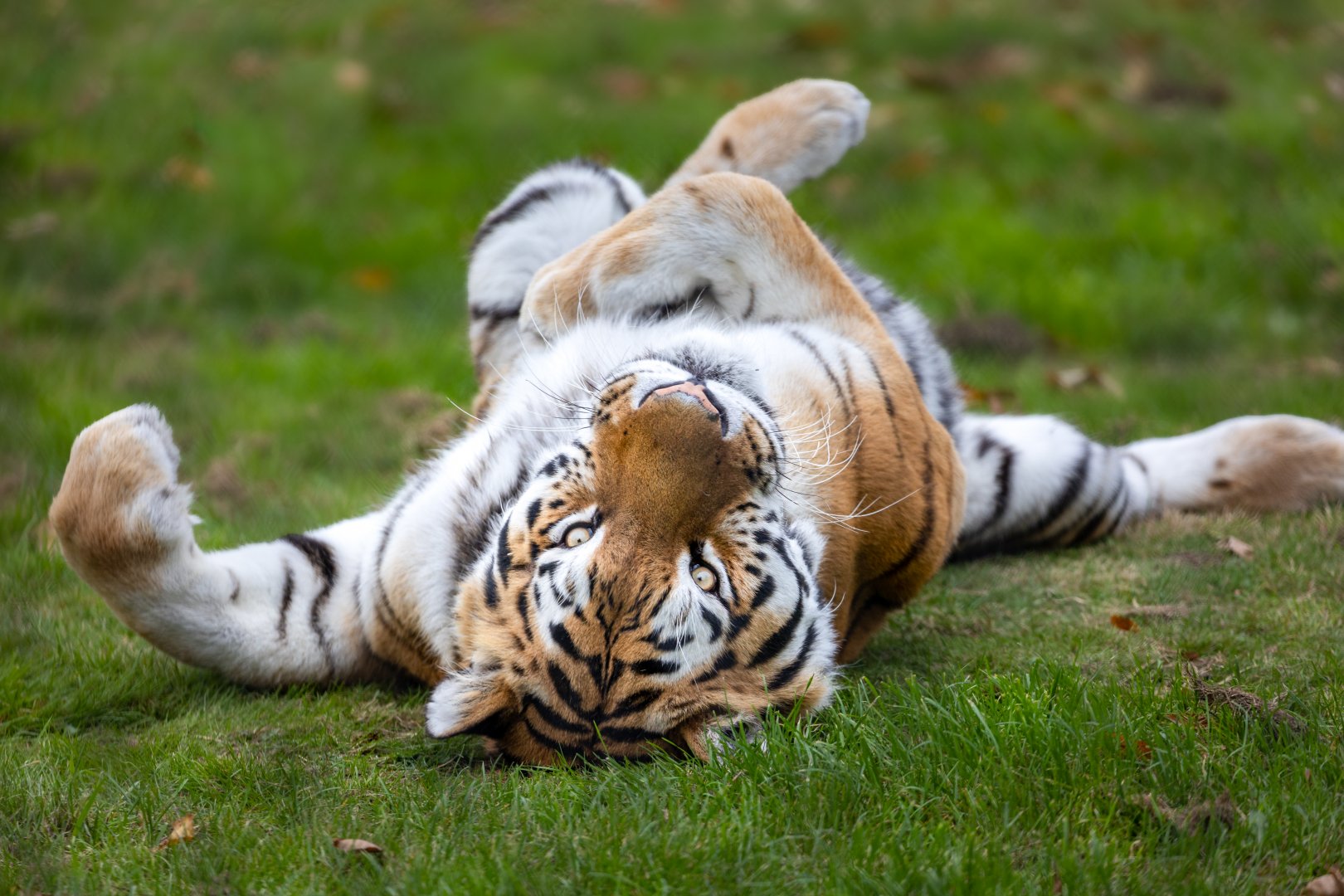 Amur Tiger - Elton / Woburn / 15-10-21