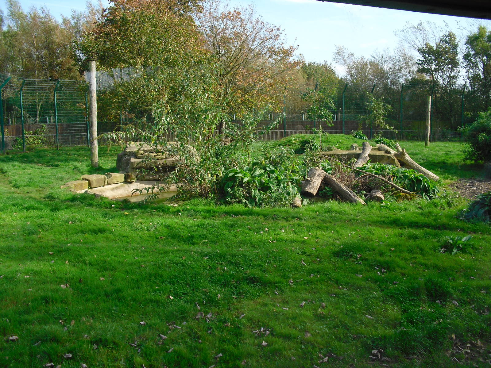 Amur Tiger Enclosure - 01/10/2011