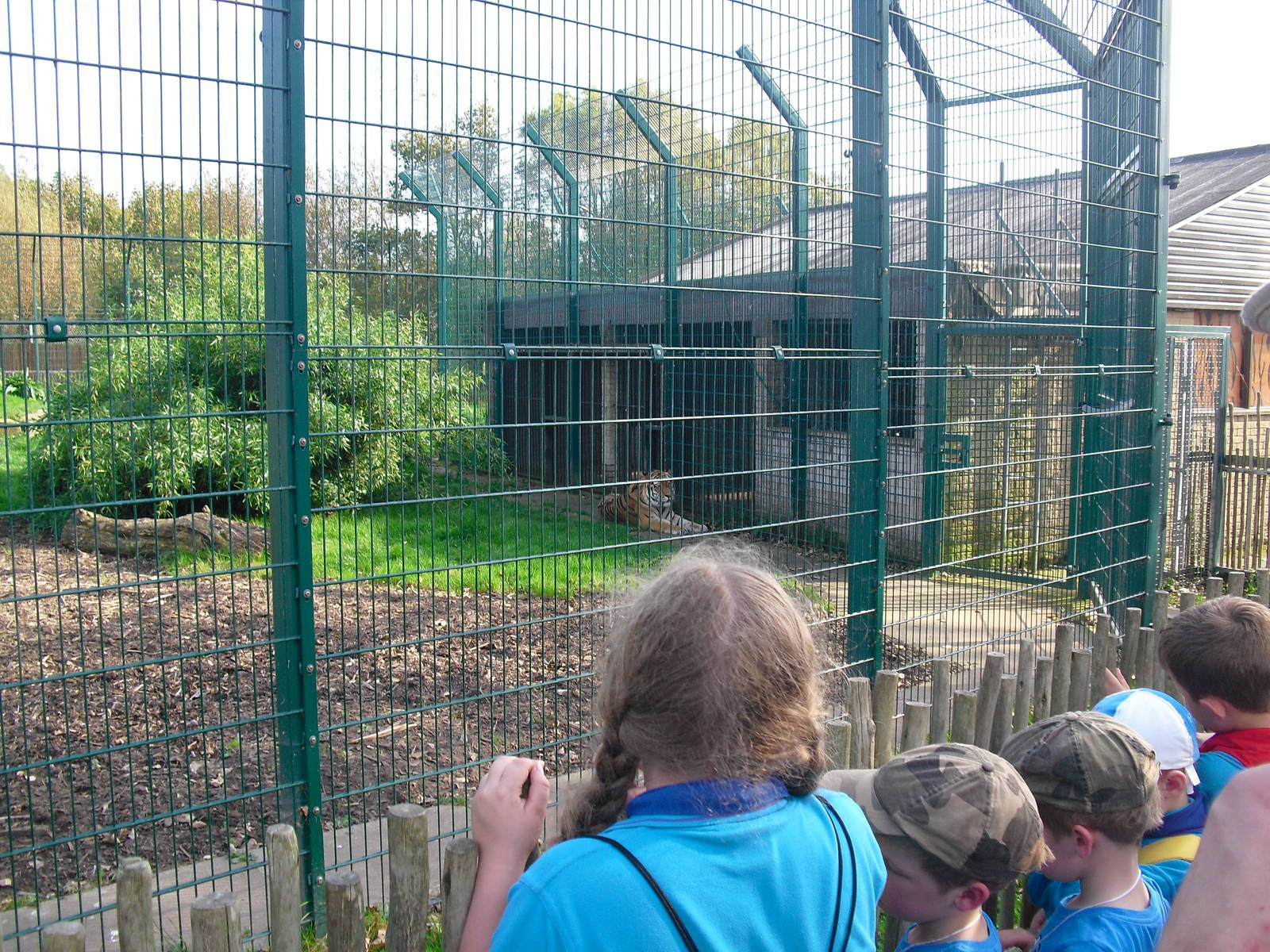 Amur Tiger Enclosure - 01/10/2011