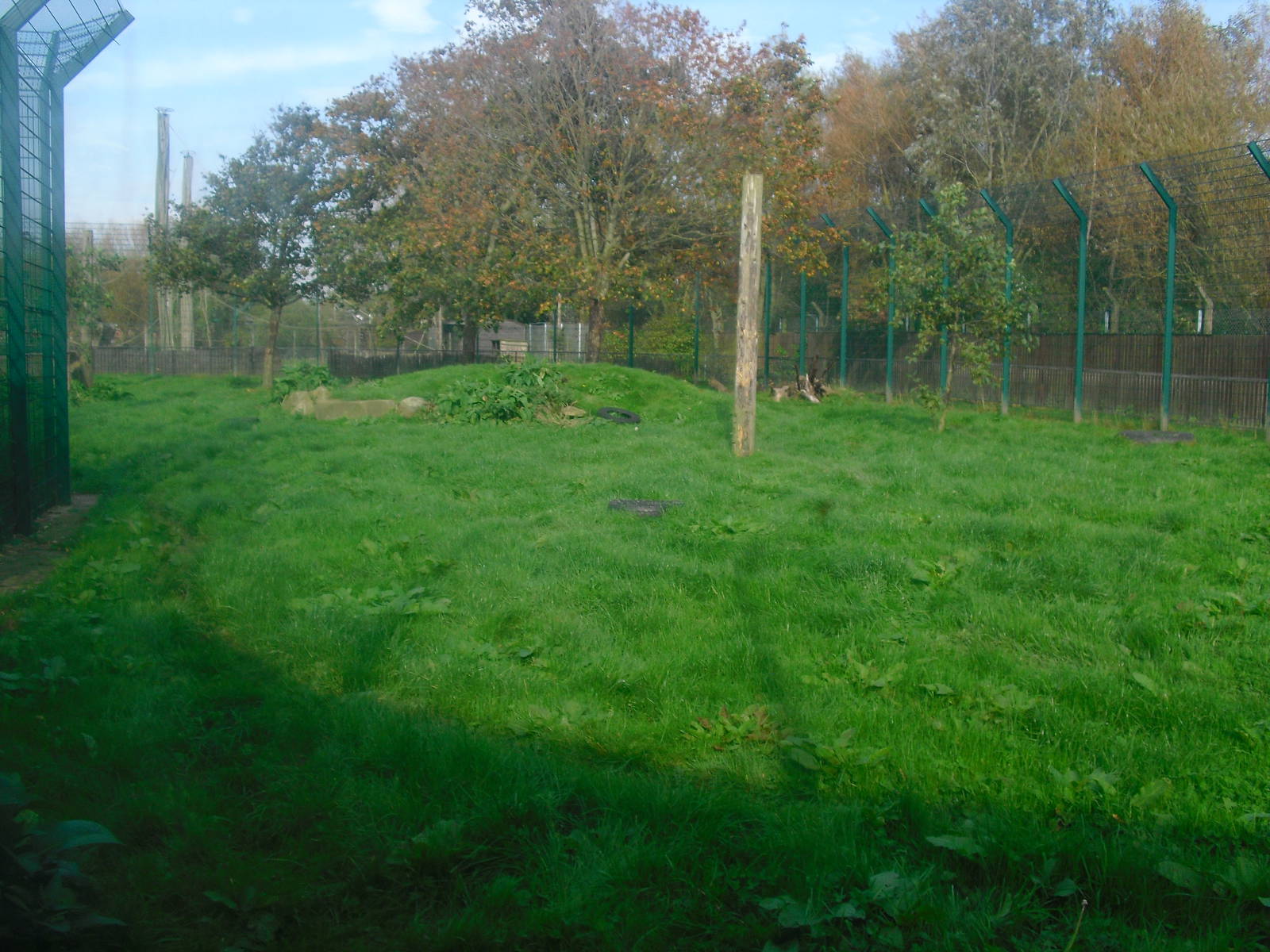 Amur Tiger Enclosure - 01/10/2011