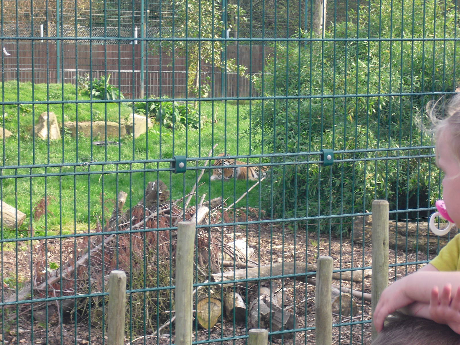 Amur Tiger Enclosure 01/10/2011