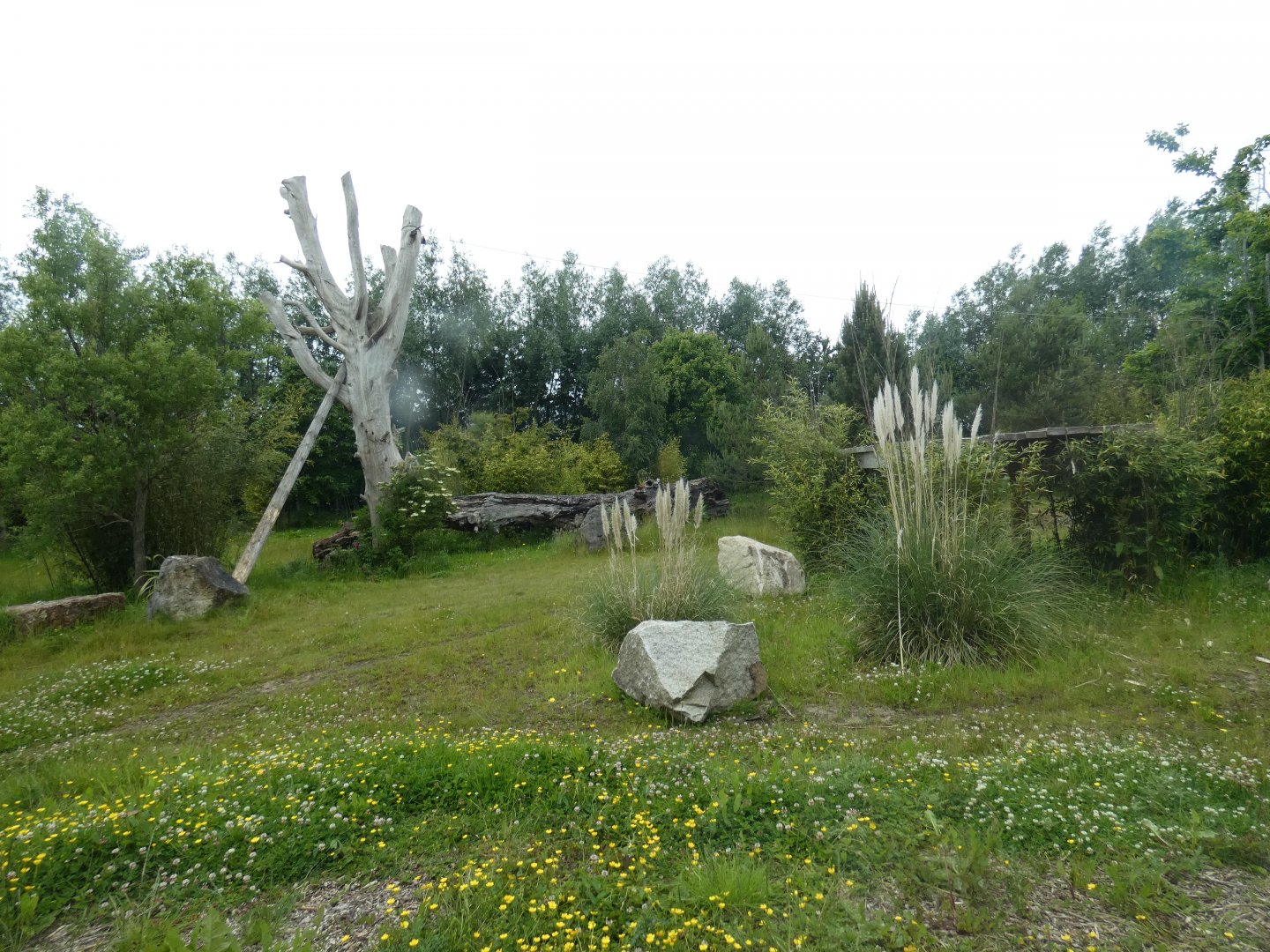 Amur tiger enclosure (2)