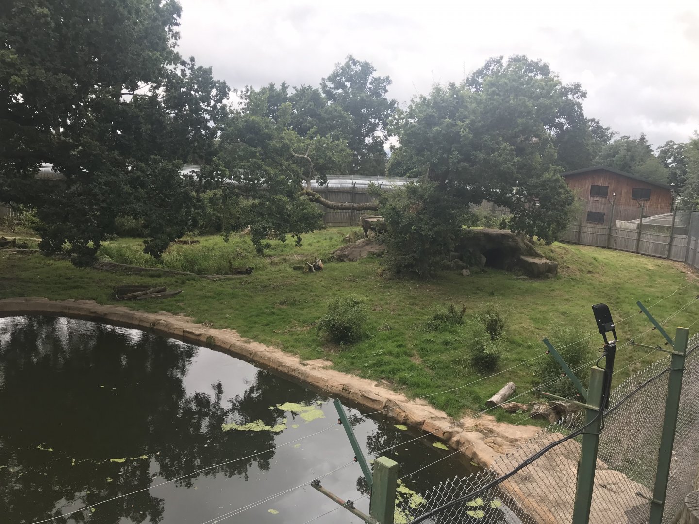 Amur tiger enclosure (2)