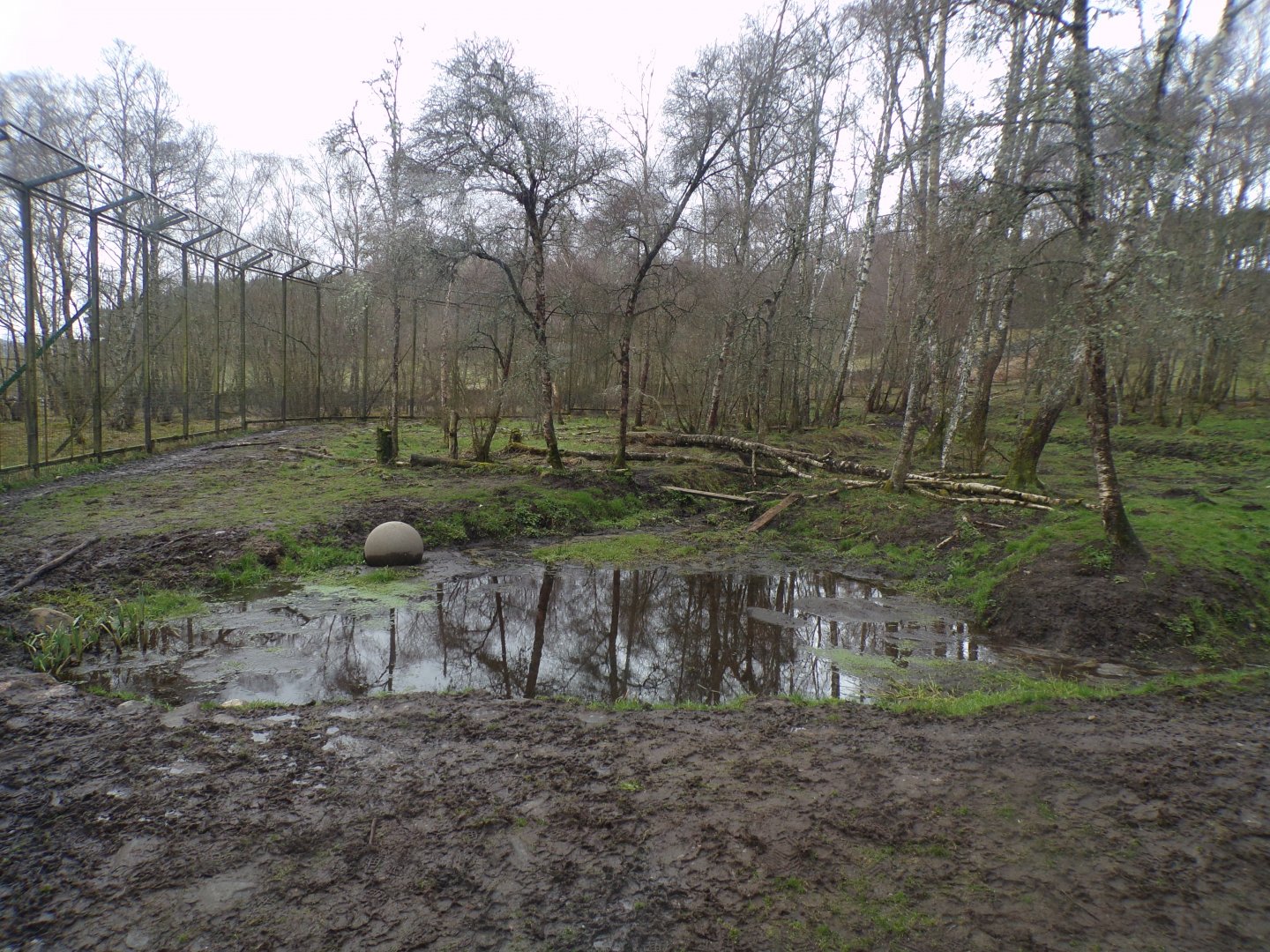 Amur tiger enclosure 5.4.24