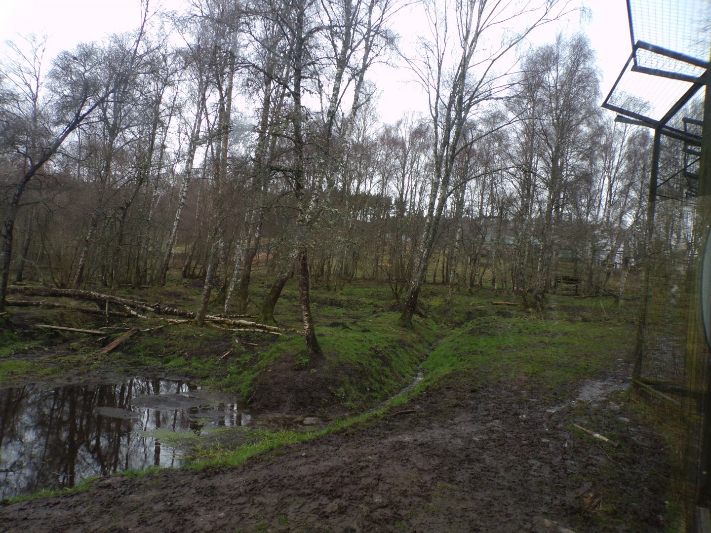 Amur tiger enclosure 5.4.24