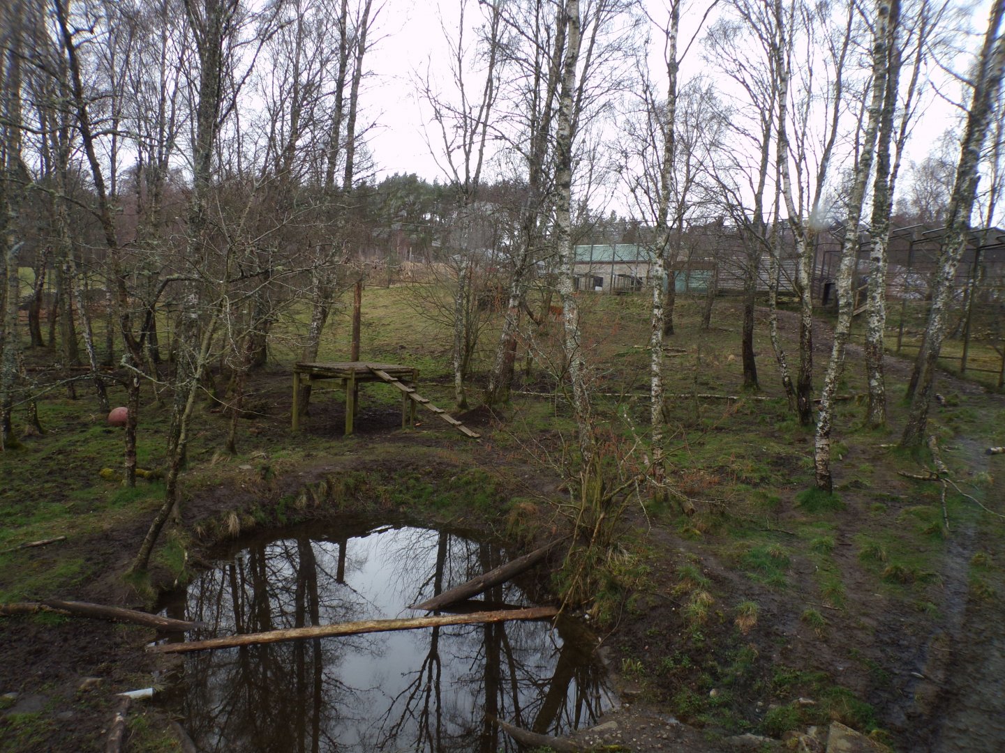 Amur tiger enclosure 5.4.24