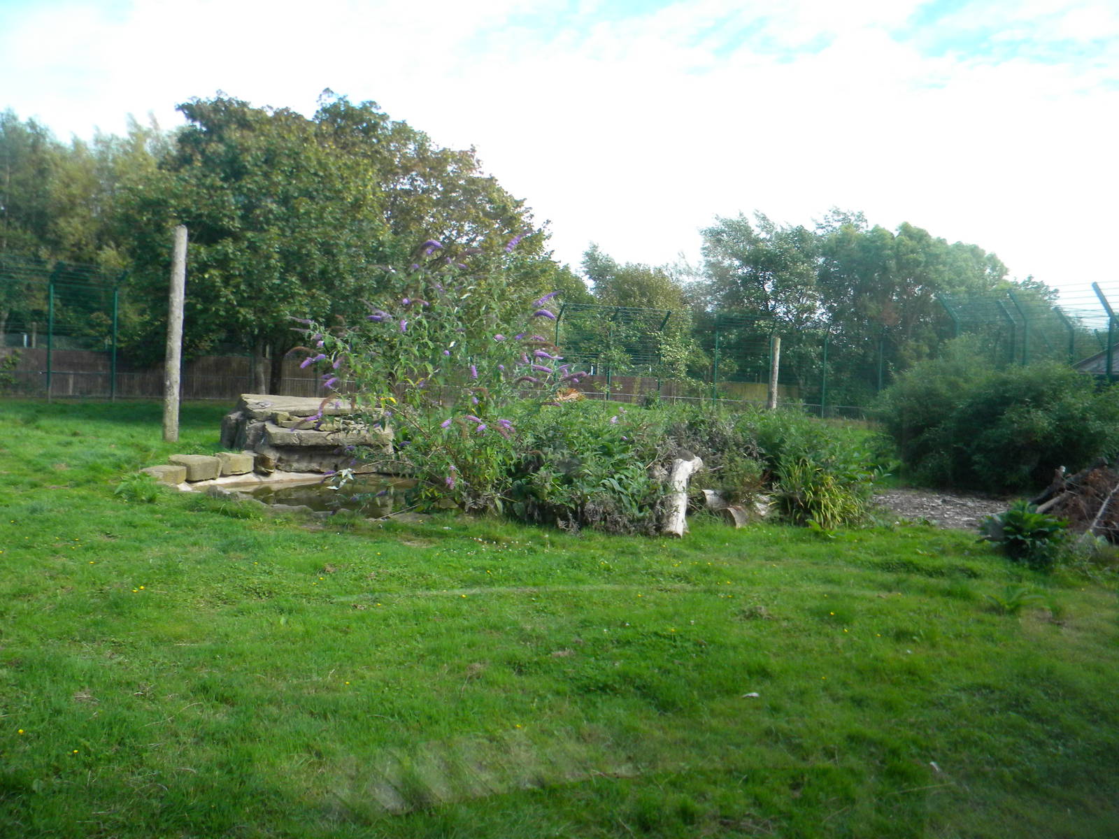 Amur Tiger enclosure at Blackpool Zoo 07/08/11