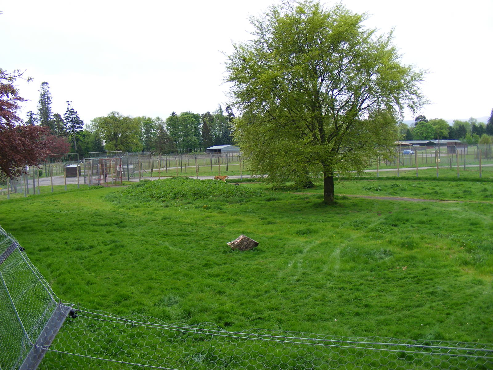 Amur tiger enclosure at Blair Drummond Safari Park, 19 May 2010