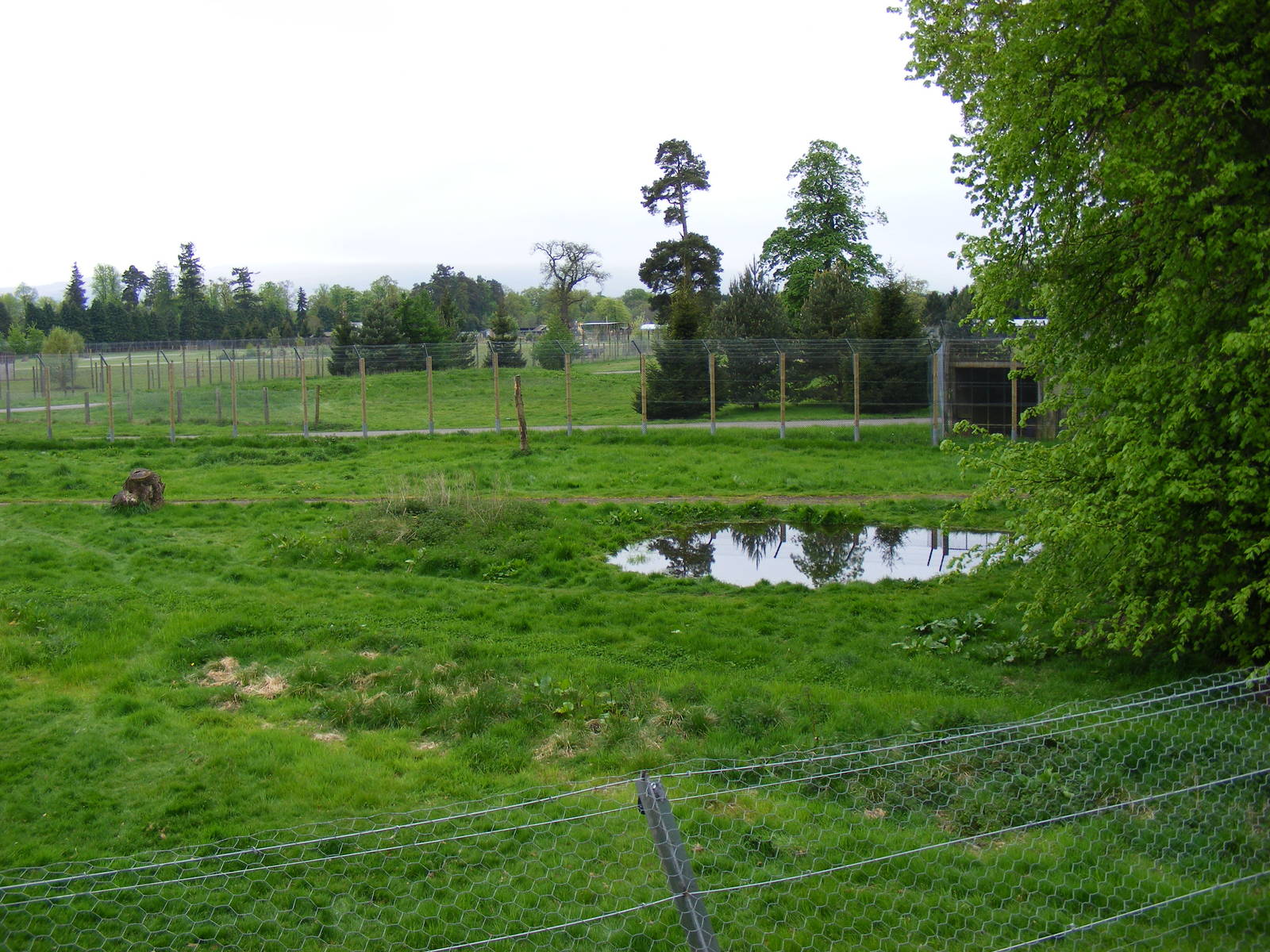 Amur tiger enclosure at Blair Drummond Safari Park, 19 May 2010