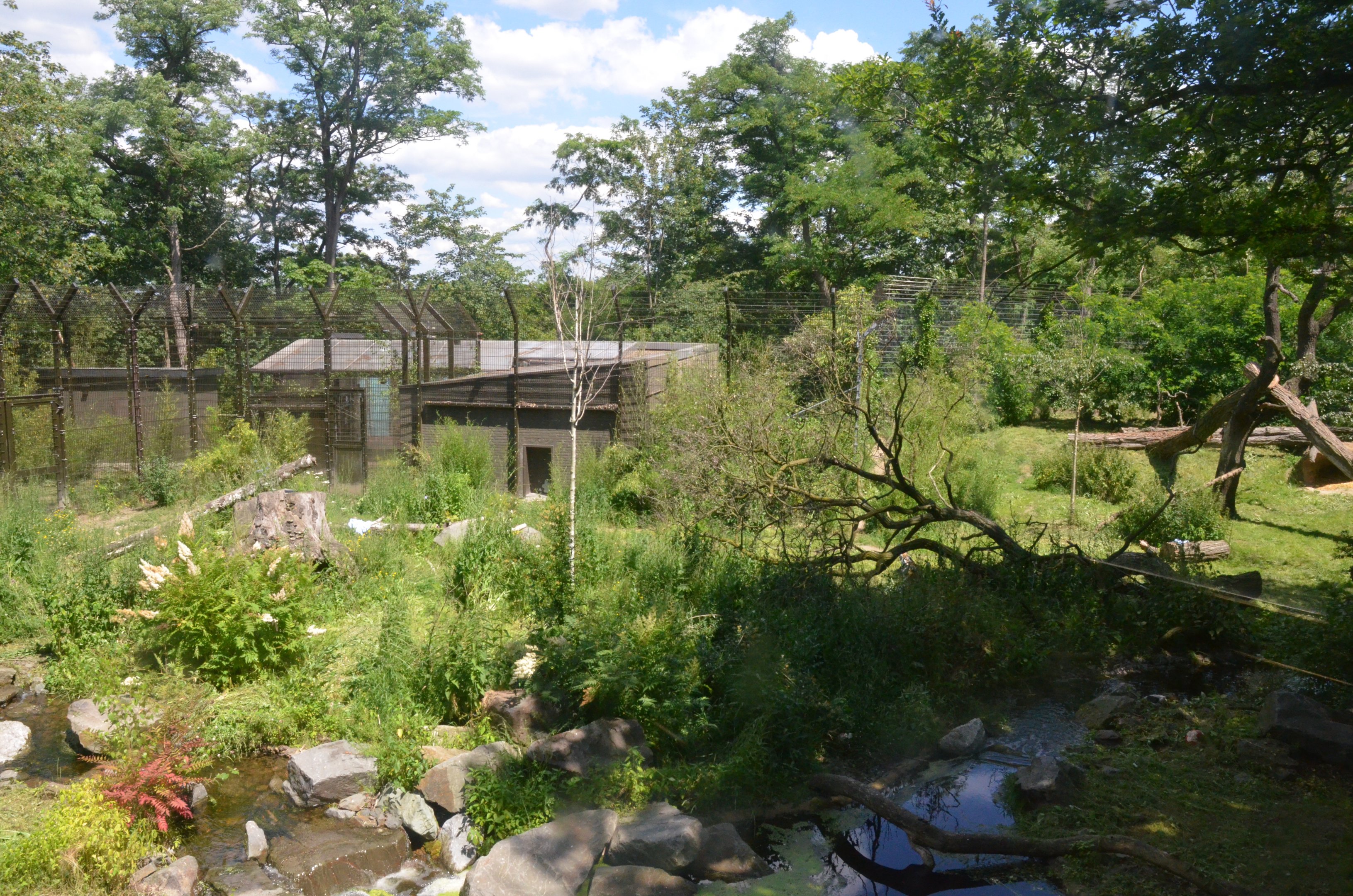 Amur Tiger Enclosure at Duisburg, 17/06/19