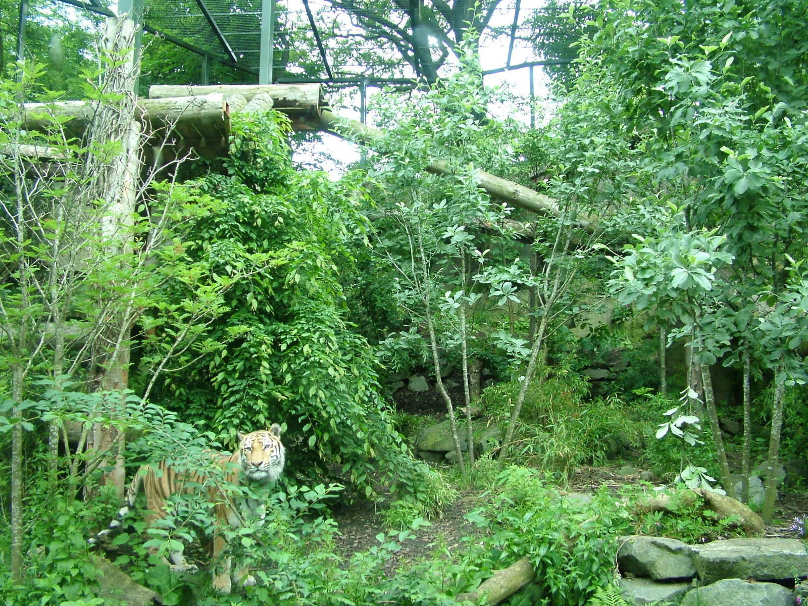 Amur Tiger enclosure at Edinburgh Zoo 2008