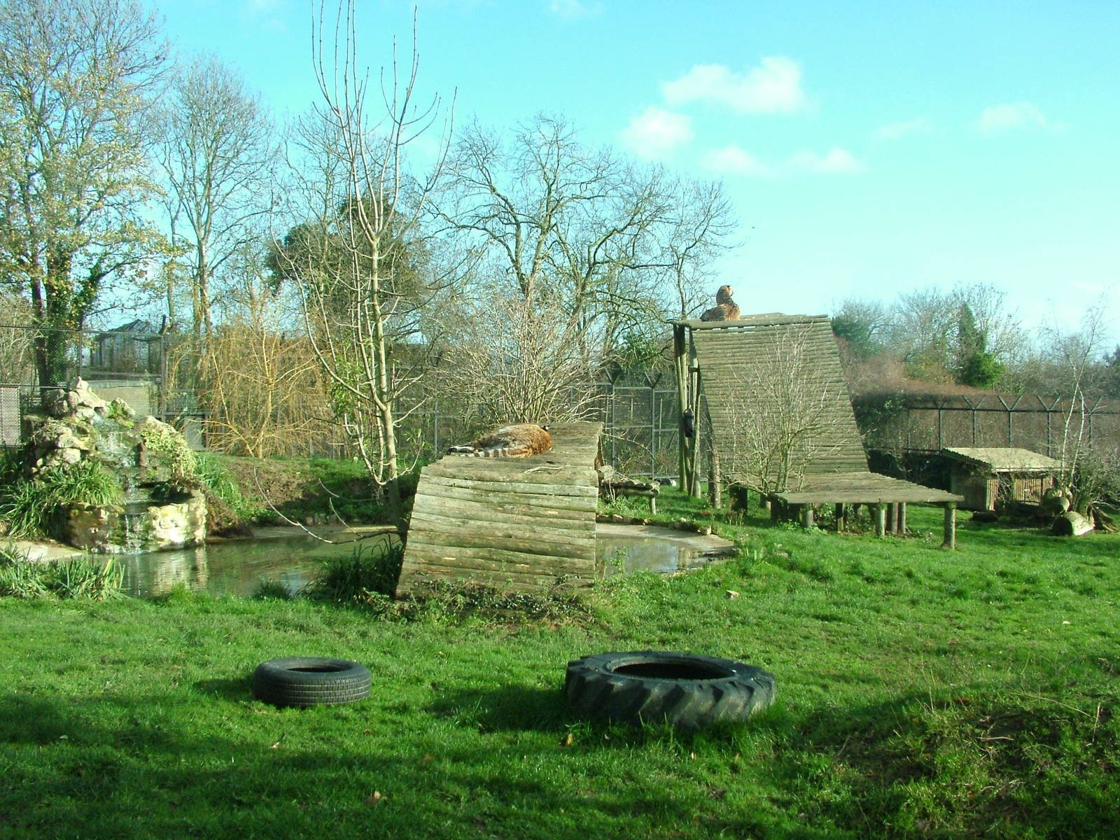 Amur Tiger enclosure at Howletts 26/11/09