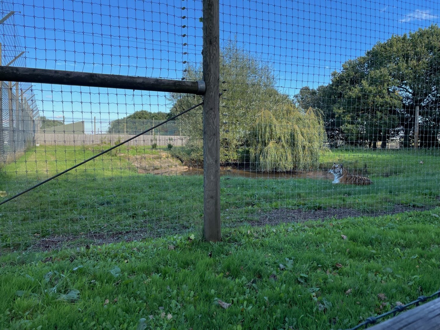Amur Tiger Enclosure at Yorkshire Wildlife Park (October 2021)