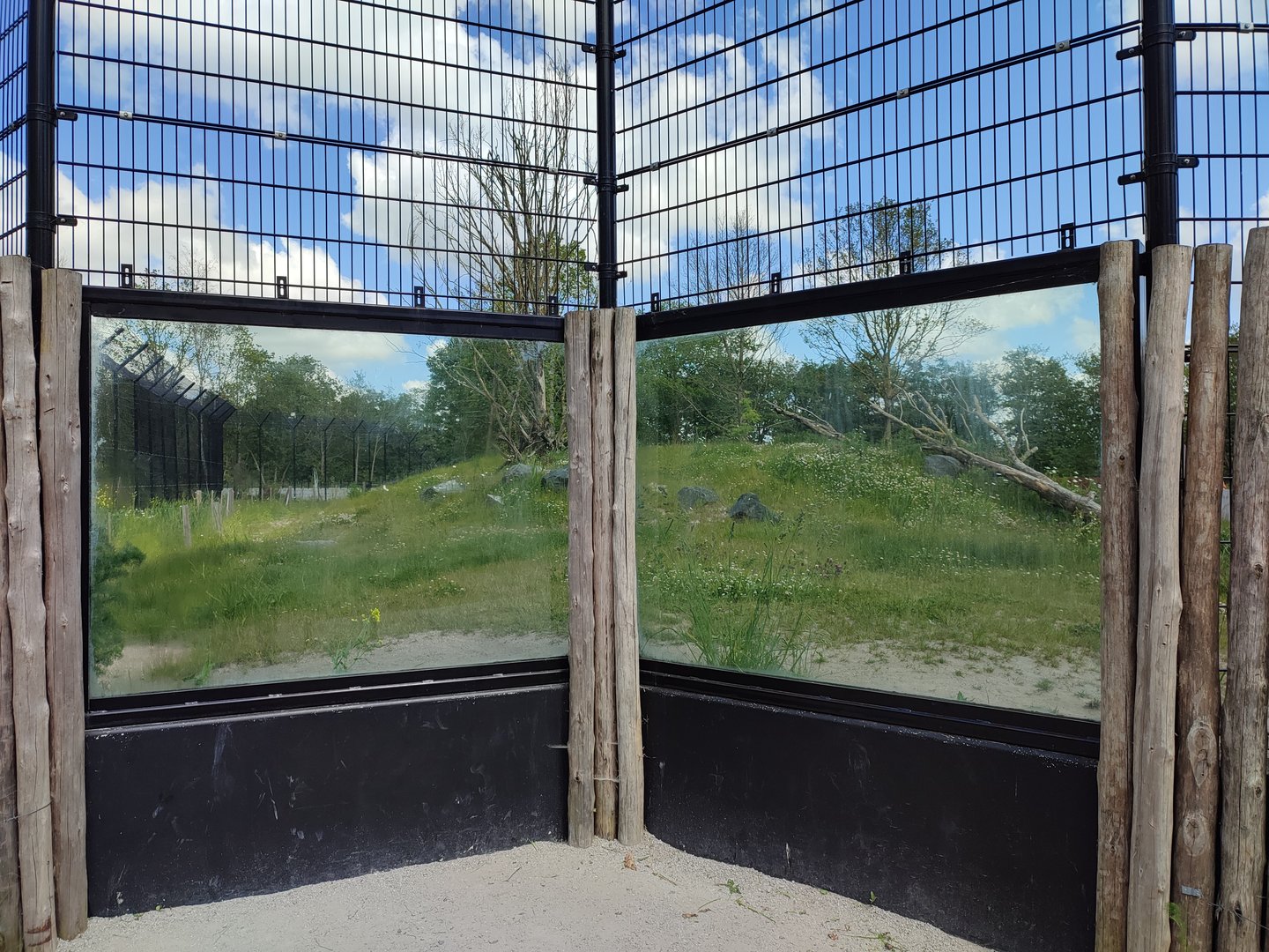 Amur tiger enclosure - first enclosure