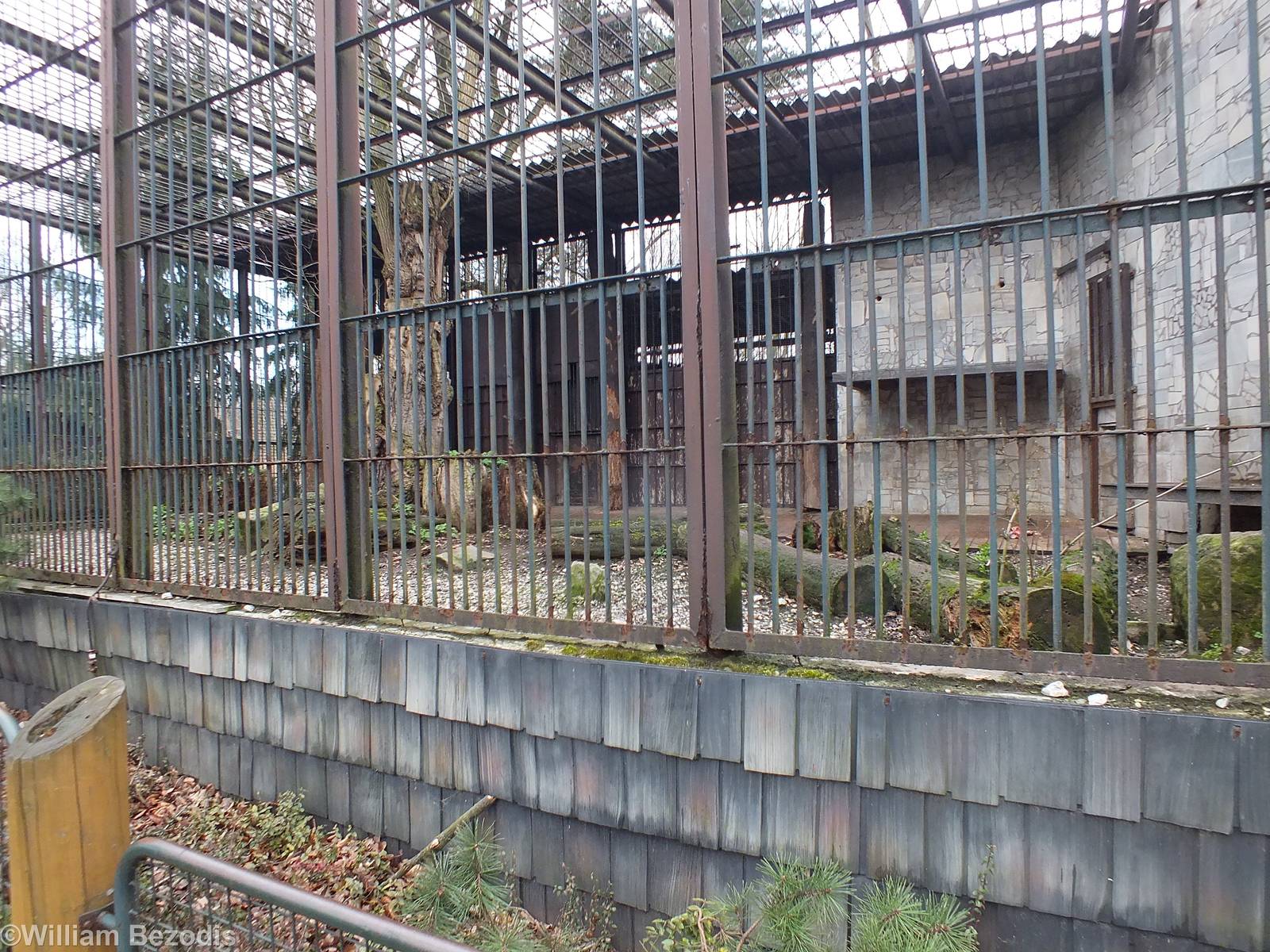 Amur Tiger Enclosure - India / Big Cat House