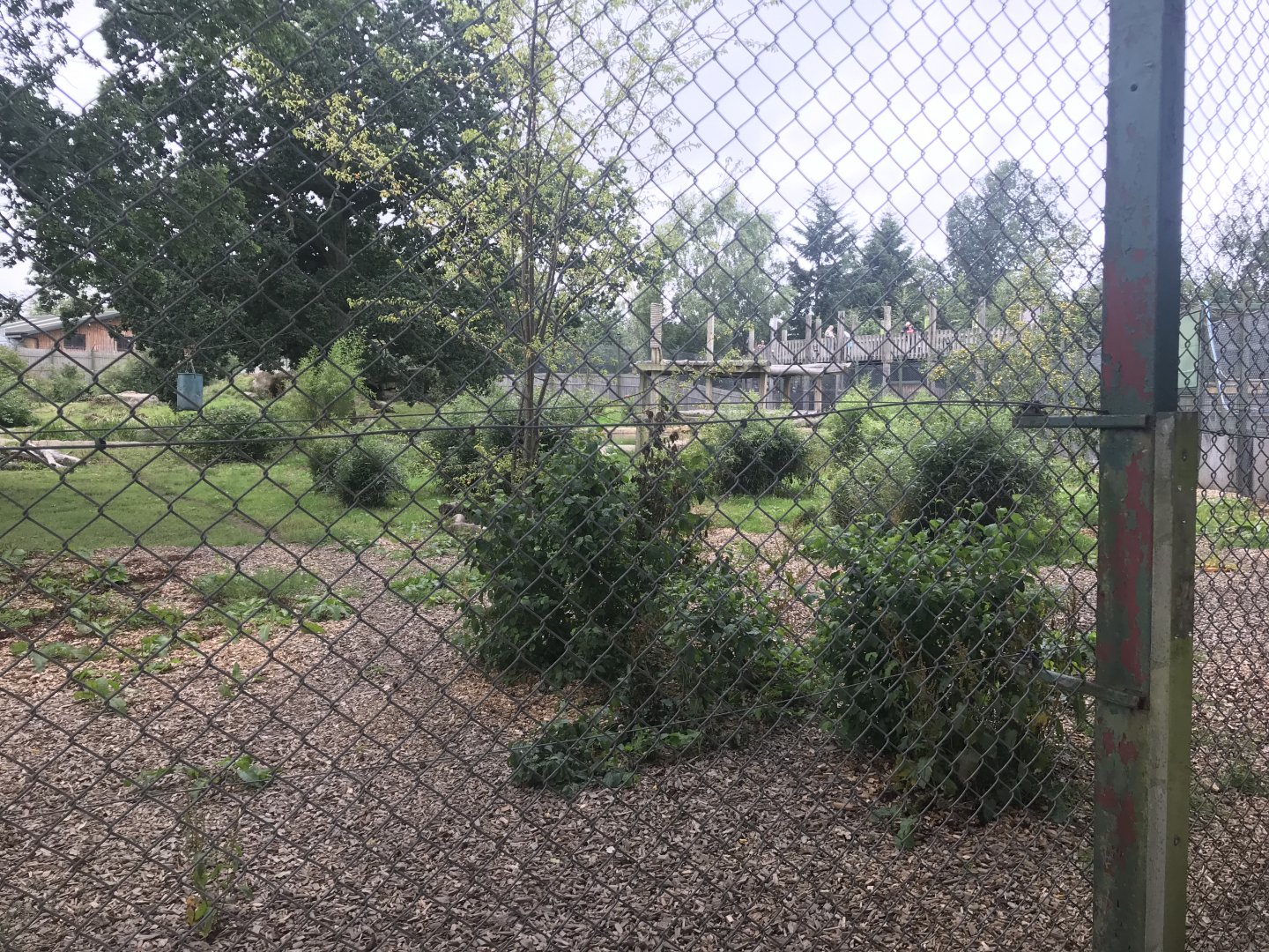 Amur tiger enclosure second angle (2)