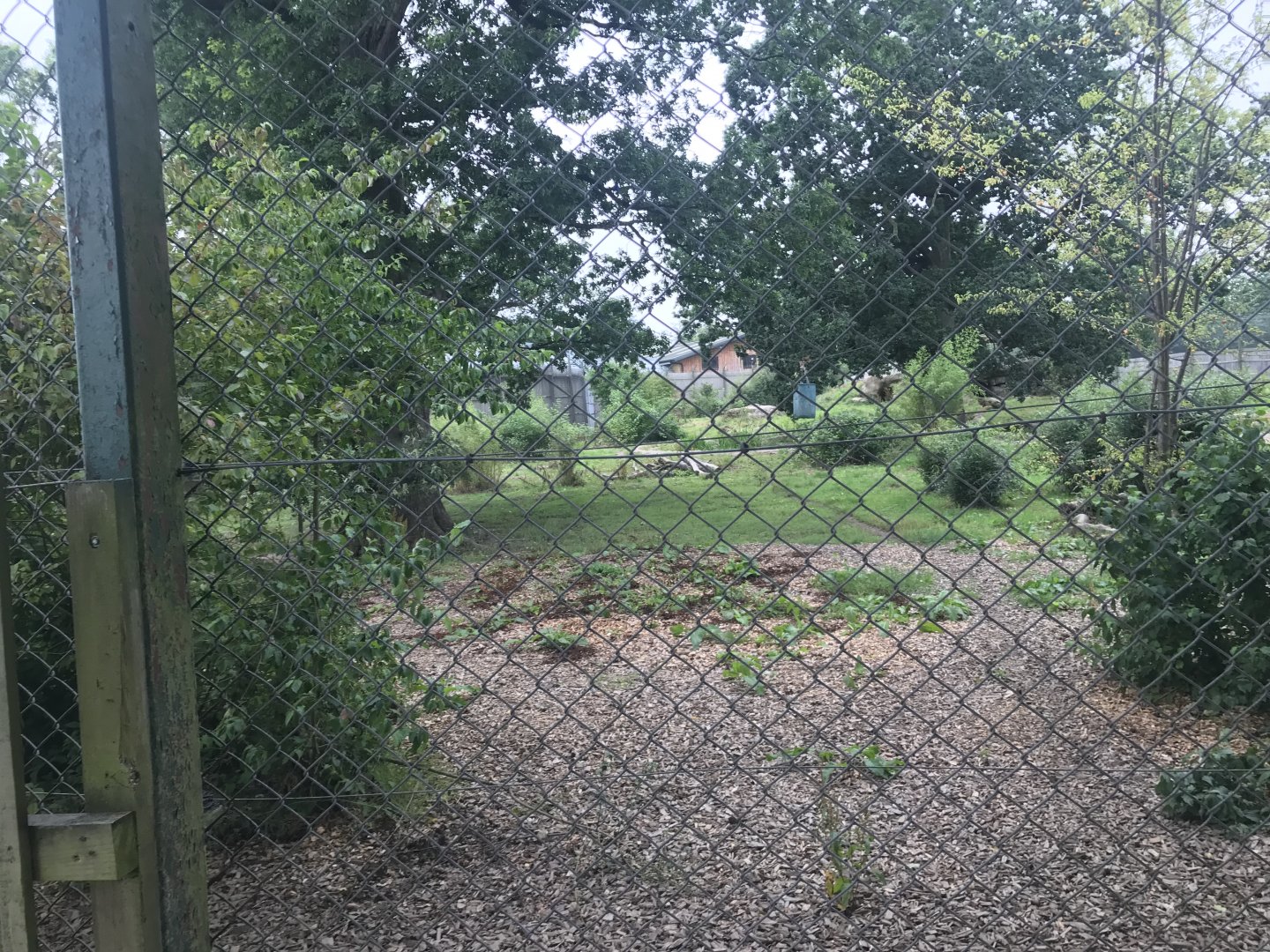 Amur tiger enclosure second angle