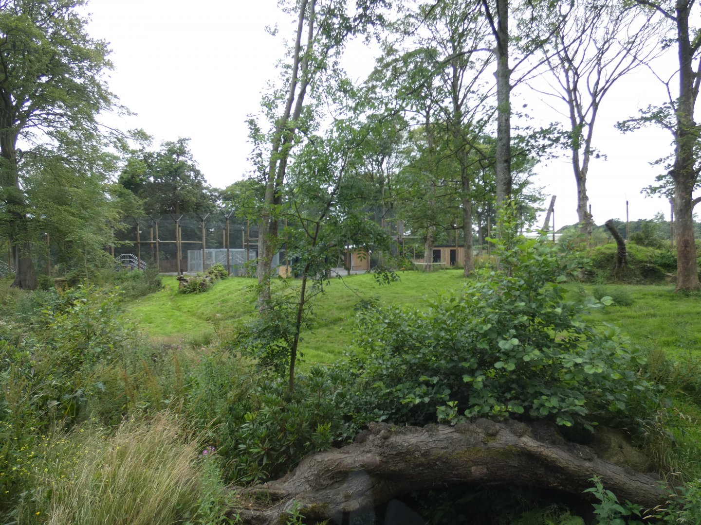Amur Tiger enclosure (smaller side 2)