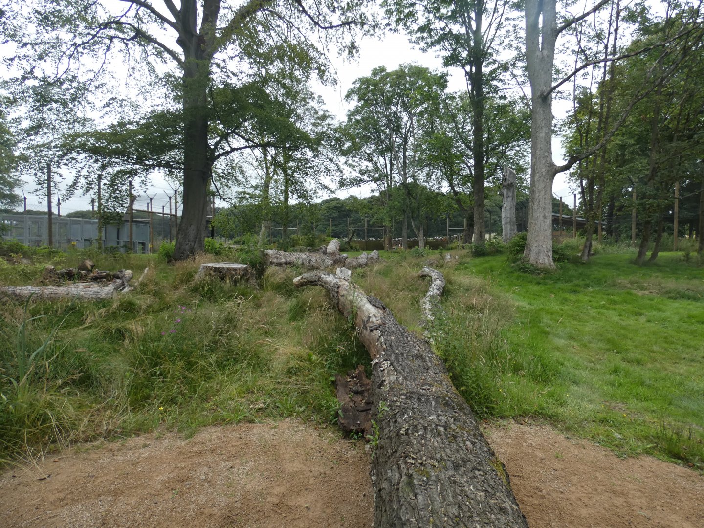 Amur Tiger enclosure (smaller side)