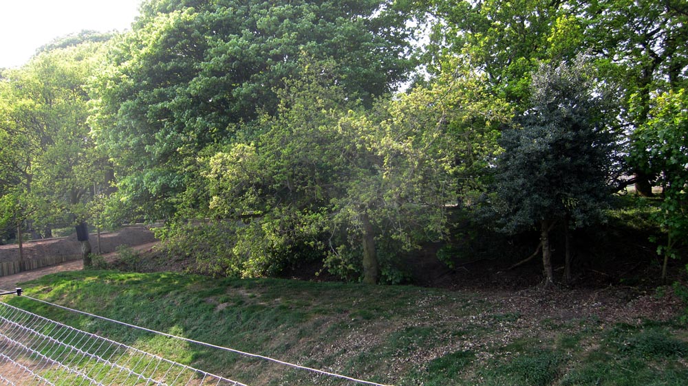 Amur tiger enclosure