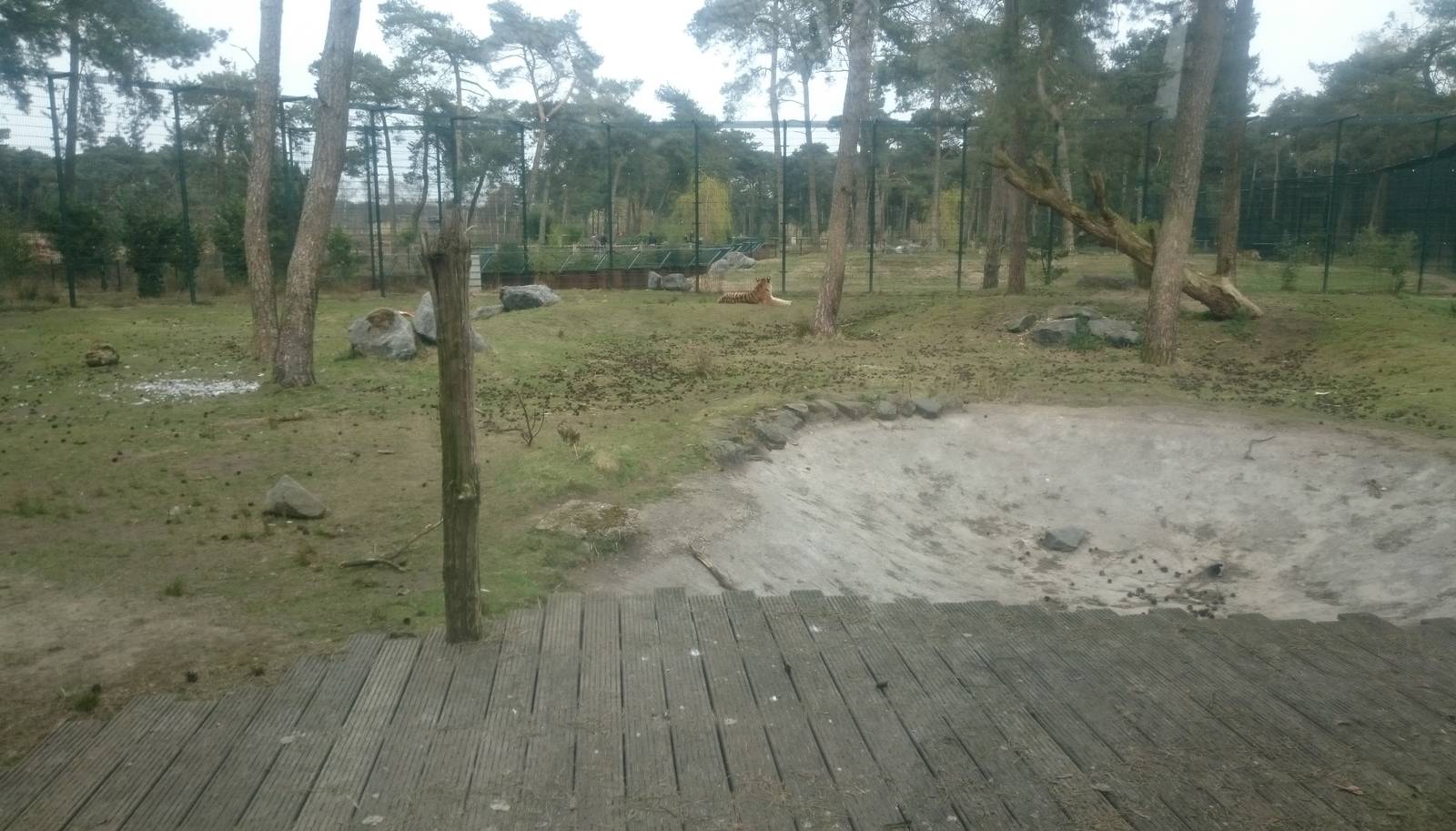 Amur tiger enclosure