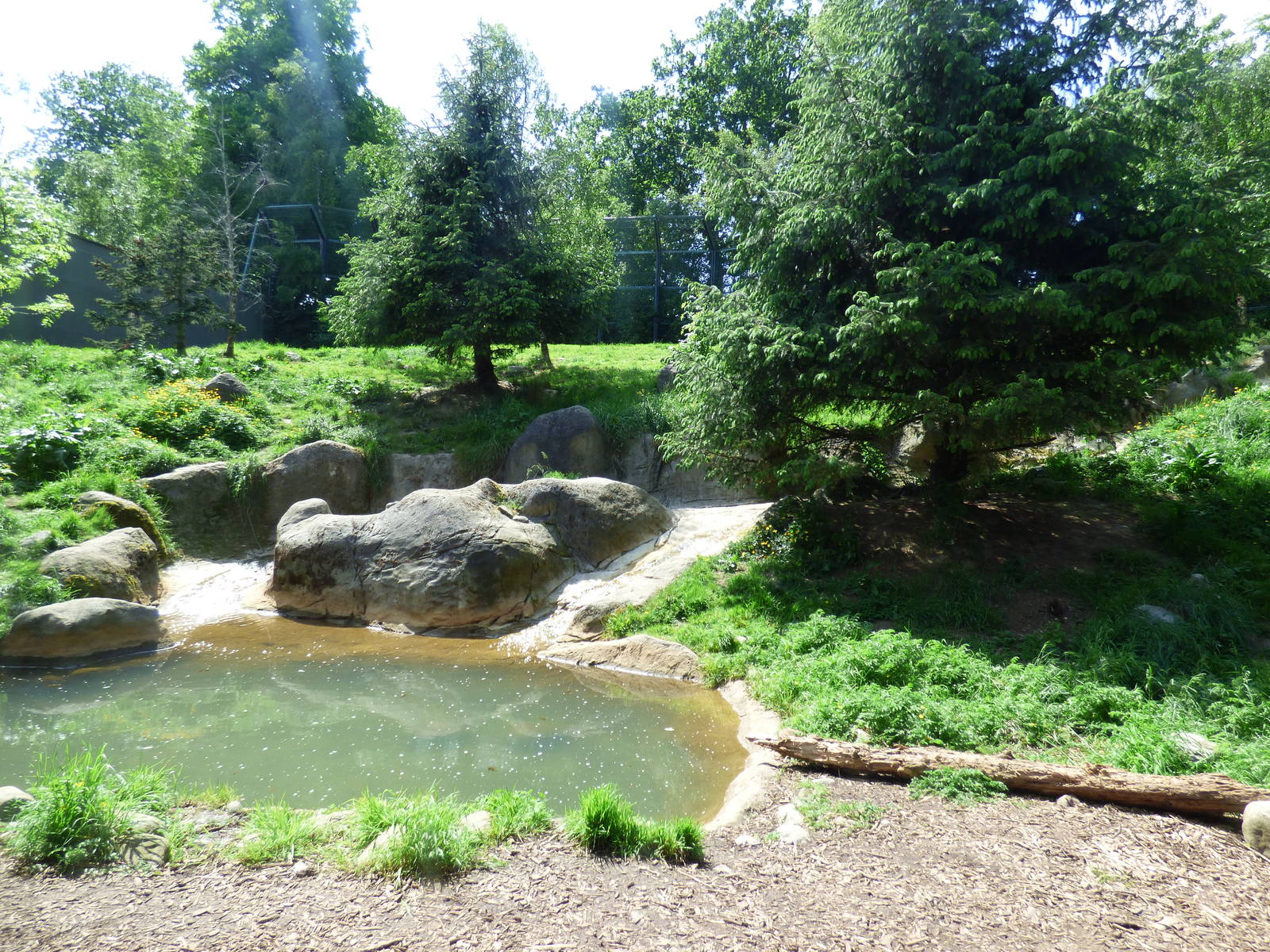 Amur Tiger Enclosure