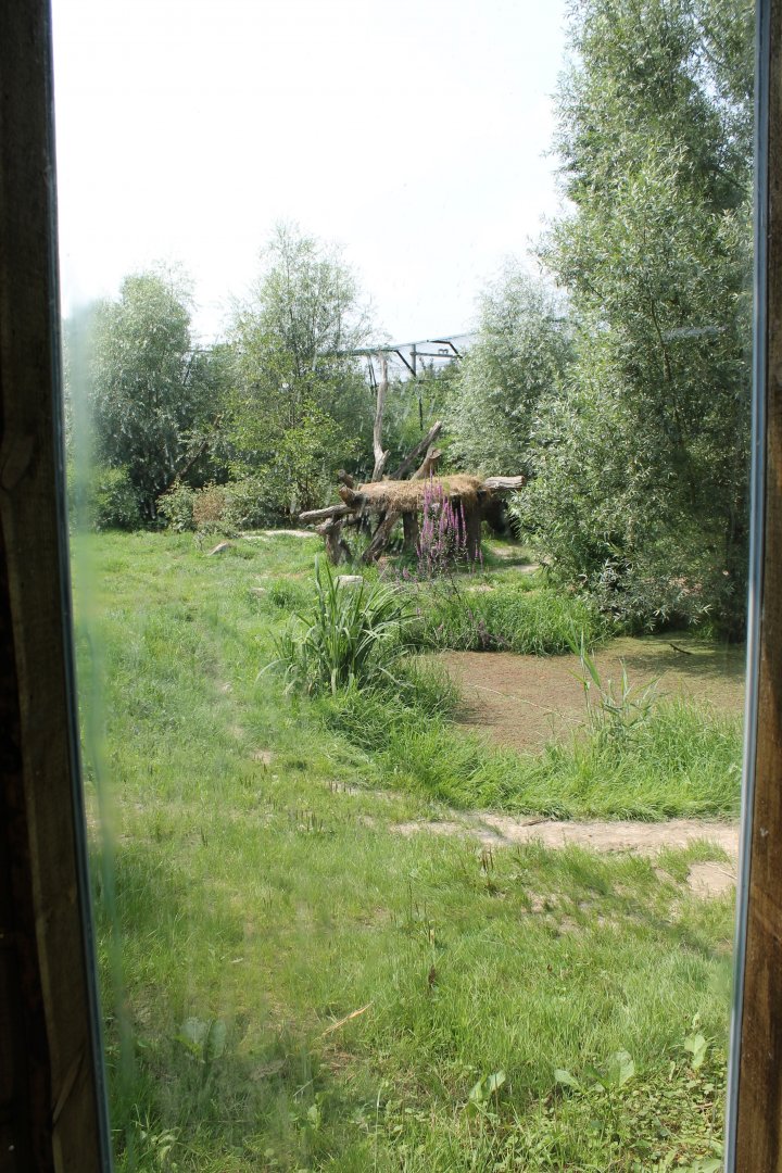 Amur tiger enclosure