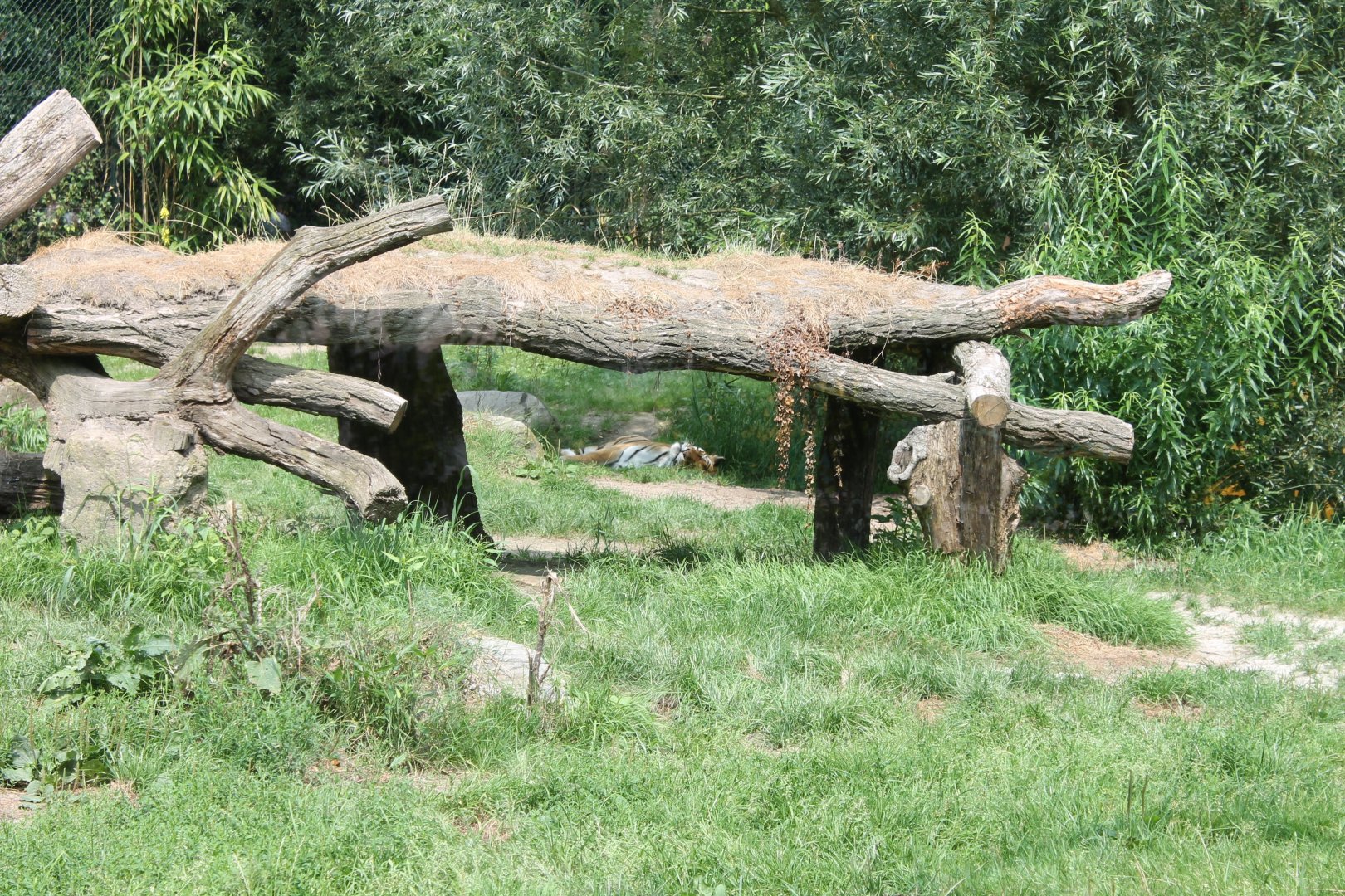 Amur tiger enclosure