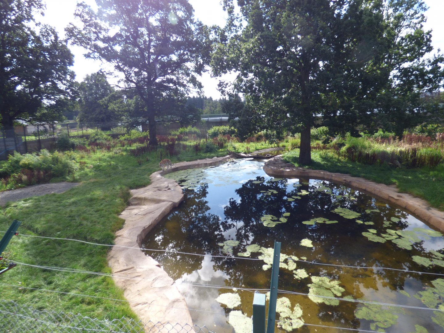 Amur Tiger Enclosure