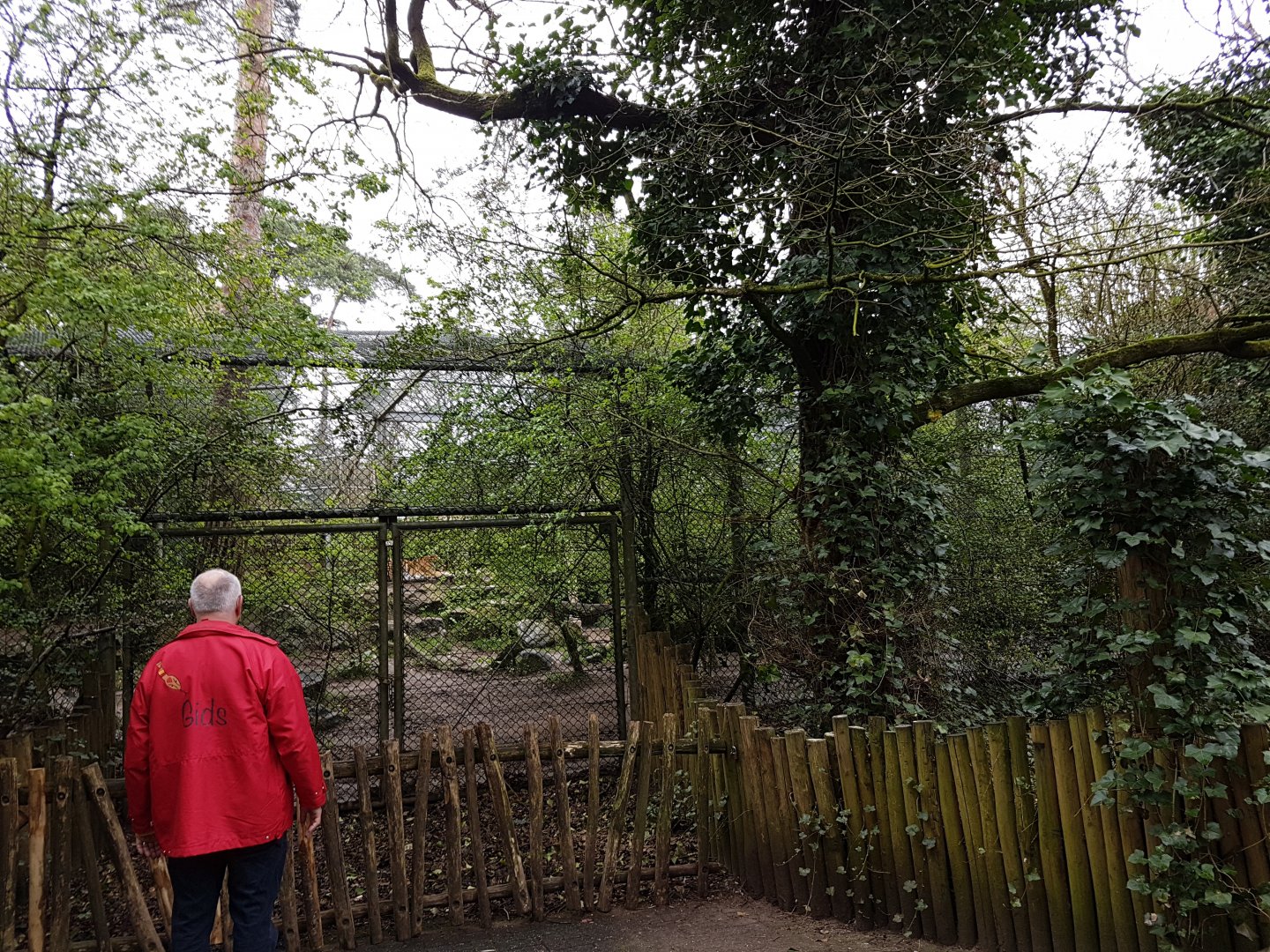 Amur tiger-enclosure