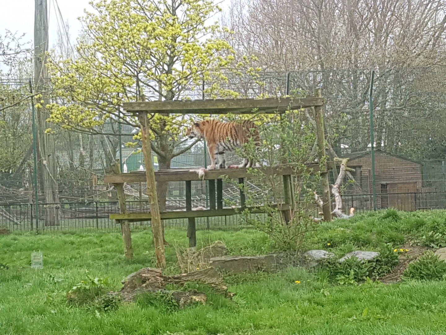 Amur tiger enclosure