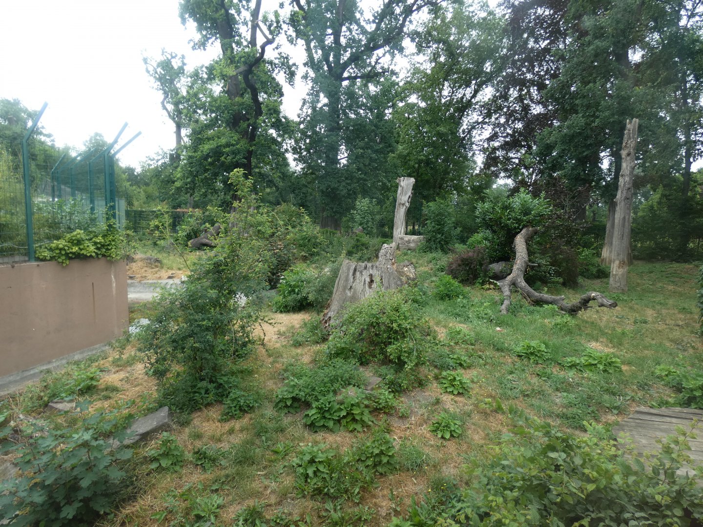 Amur Tiger Enclosure