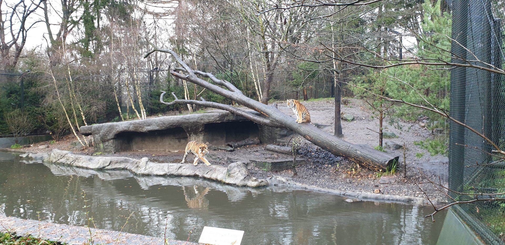 Amur tiger enclosure