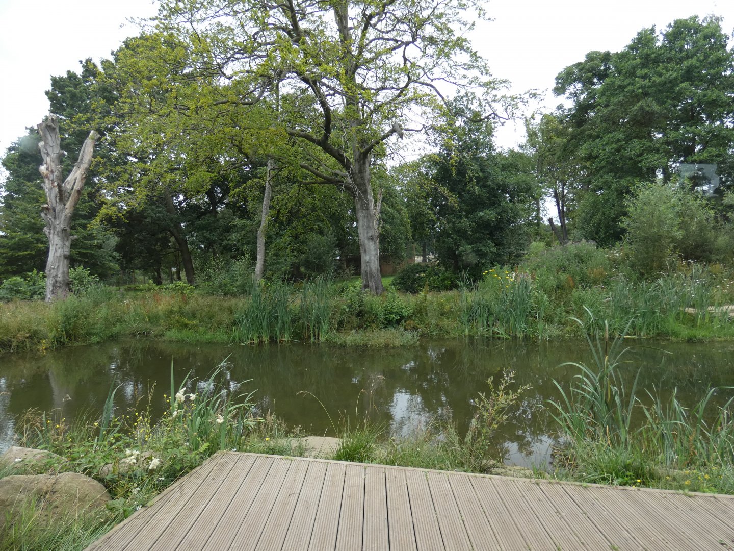 Amur Tiger enclosure