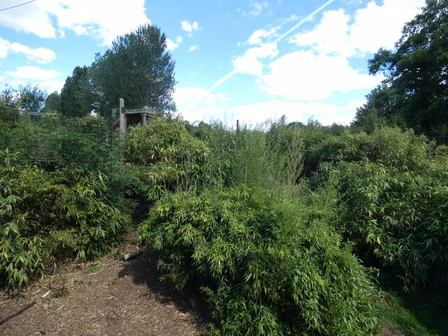 Amur Tiger enclosure