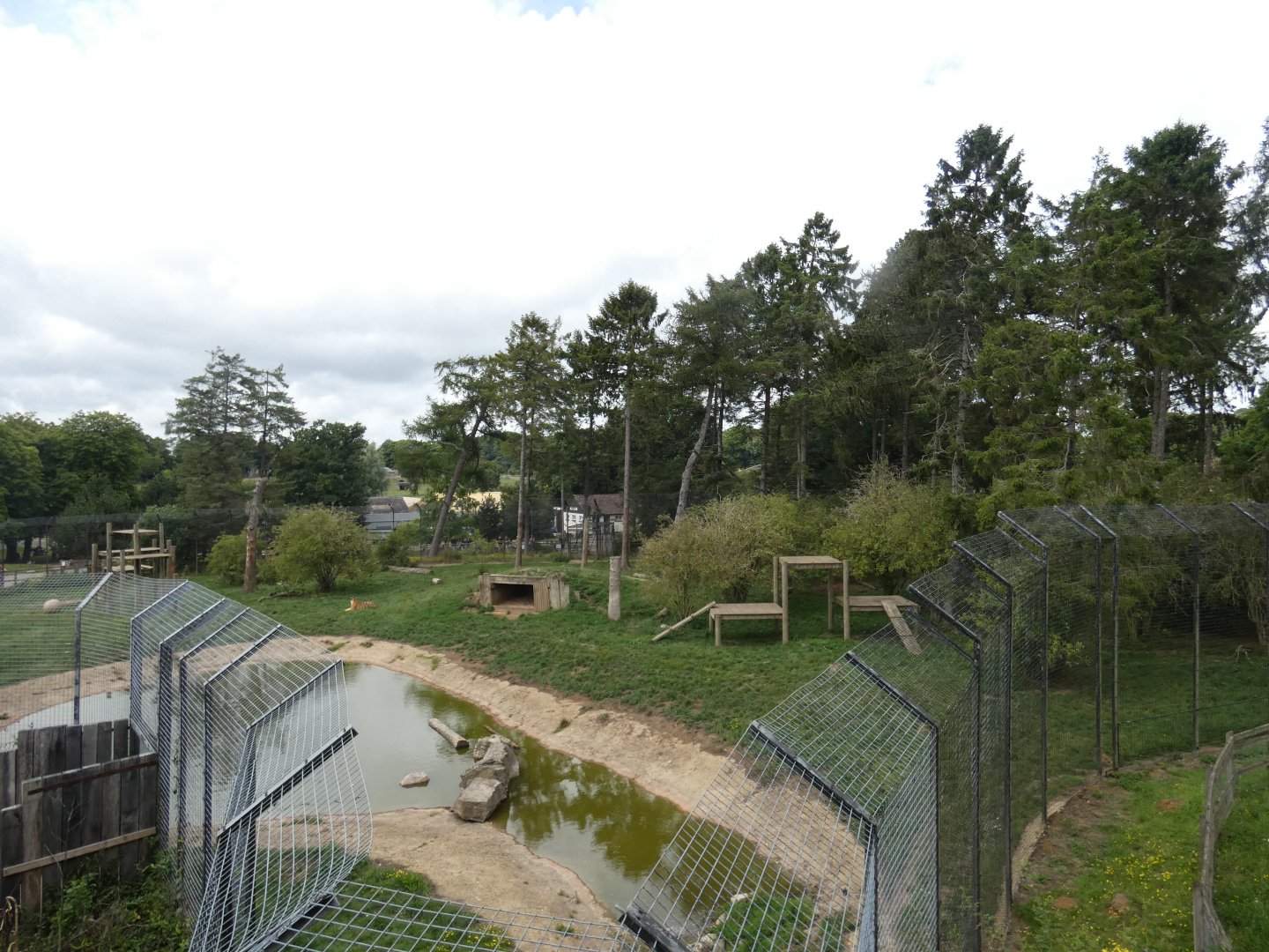 Amur Tiger enclosure