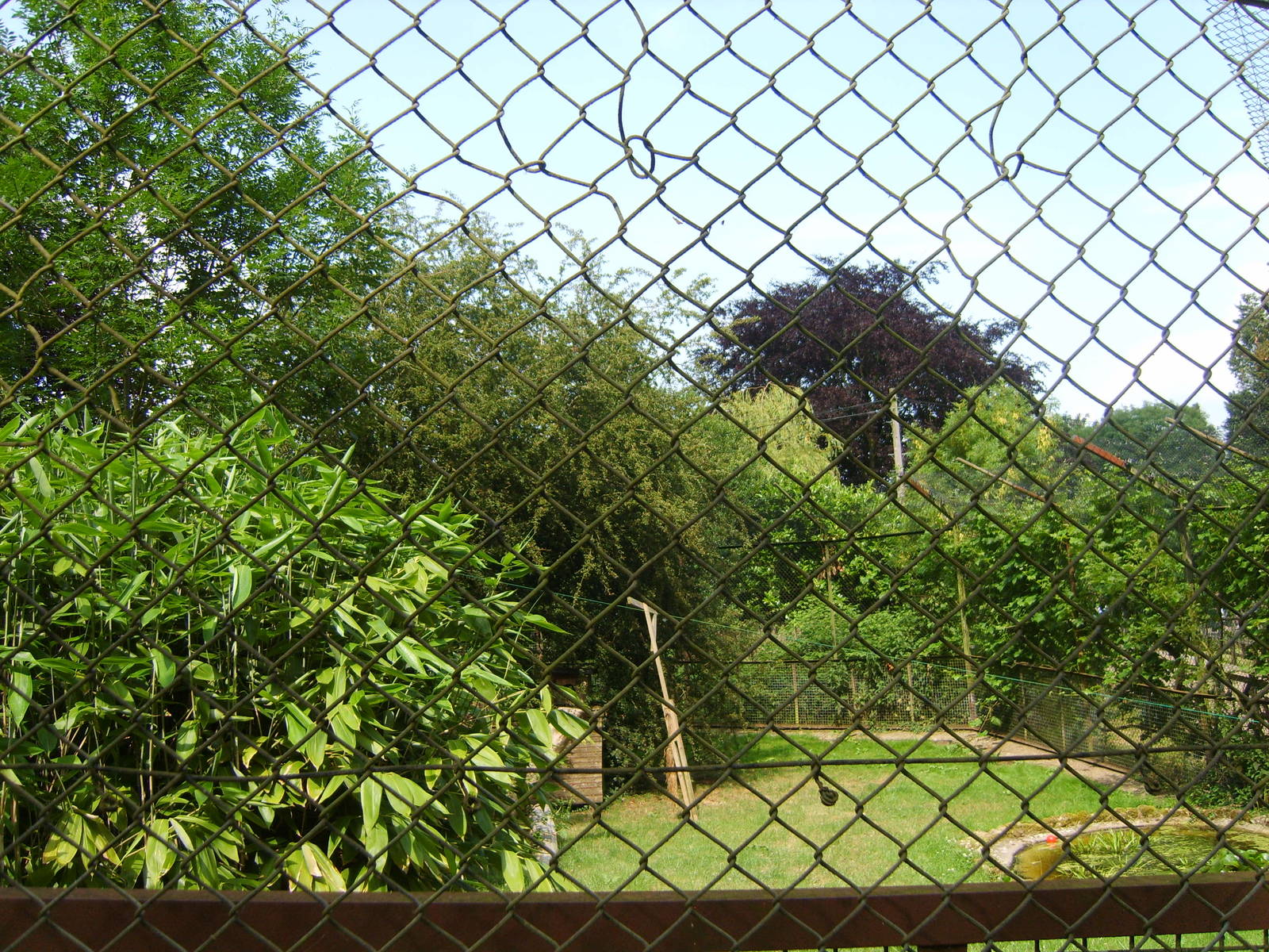 Amur Tiger Enclosure