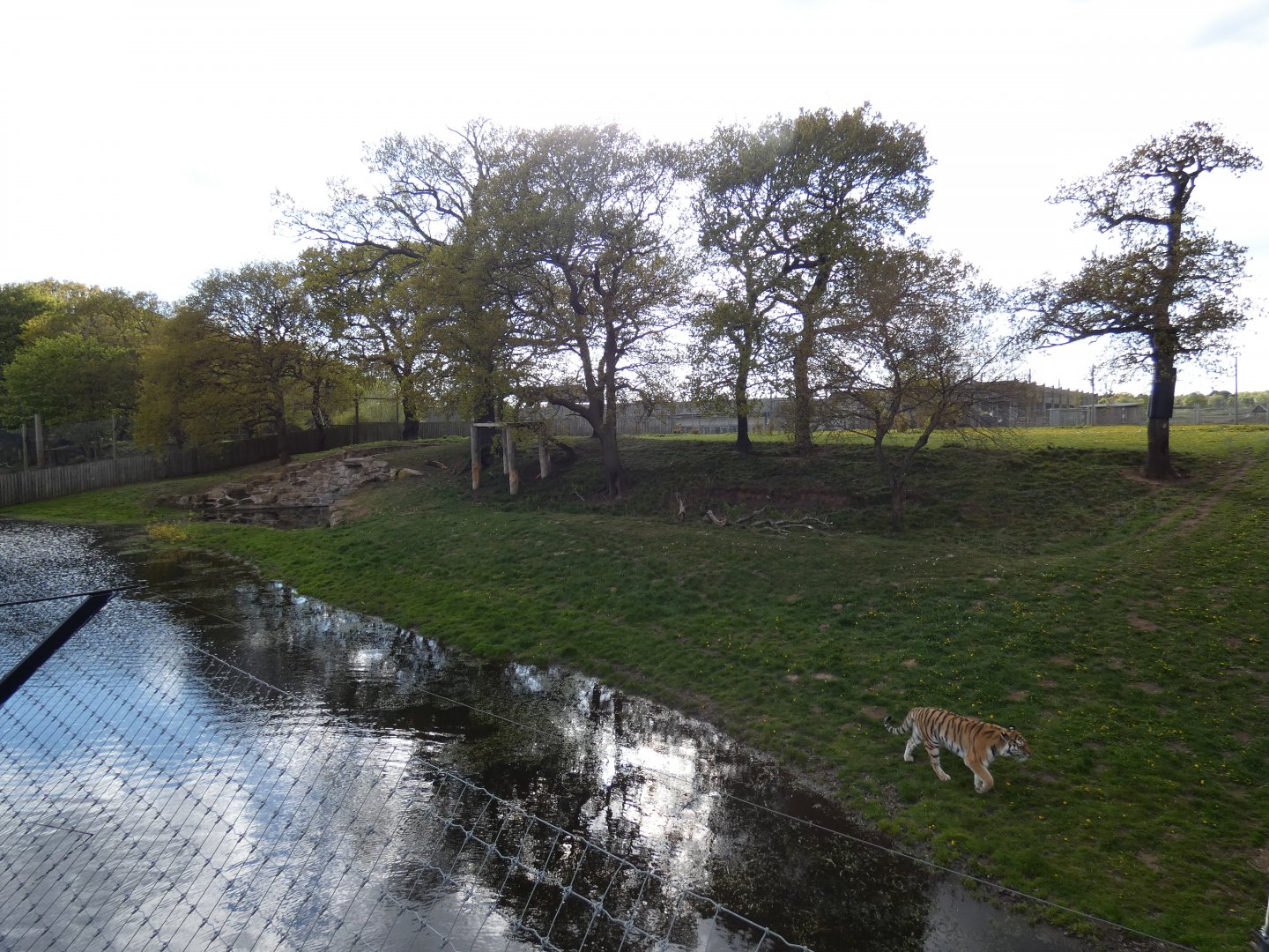 Amur tiger enclosure