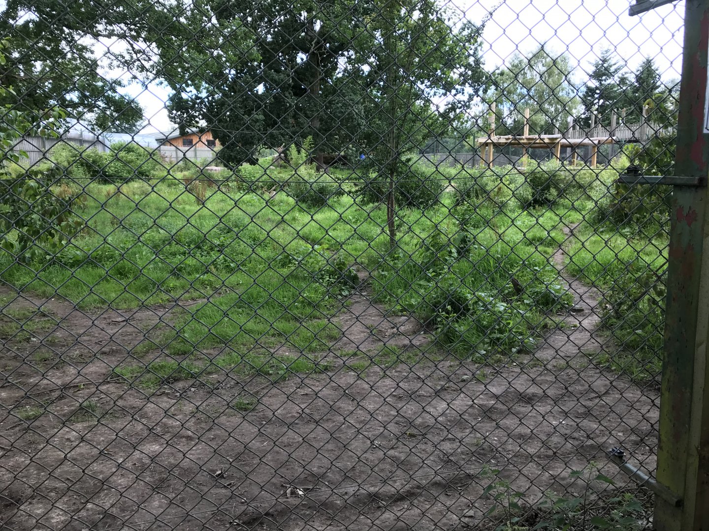 Amur tiger enclosure