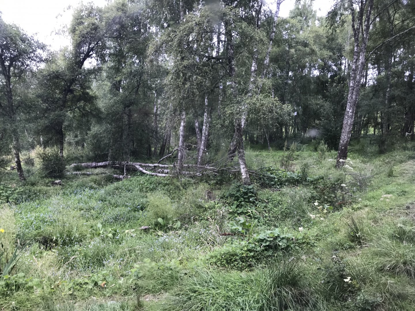 Amur tiger enclosure