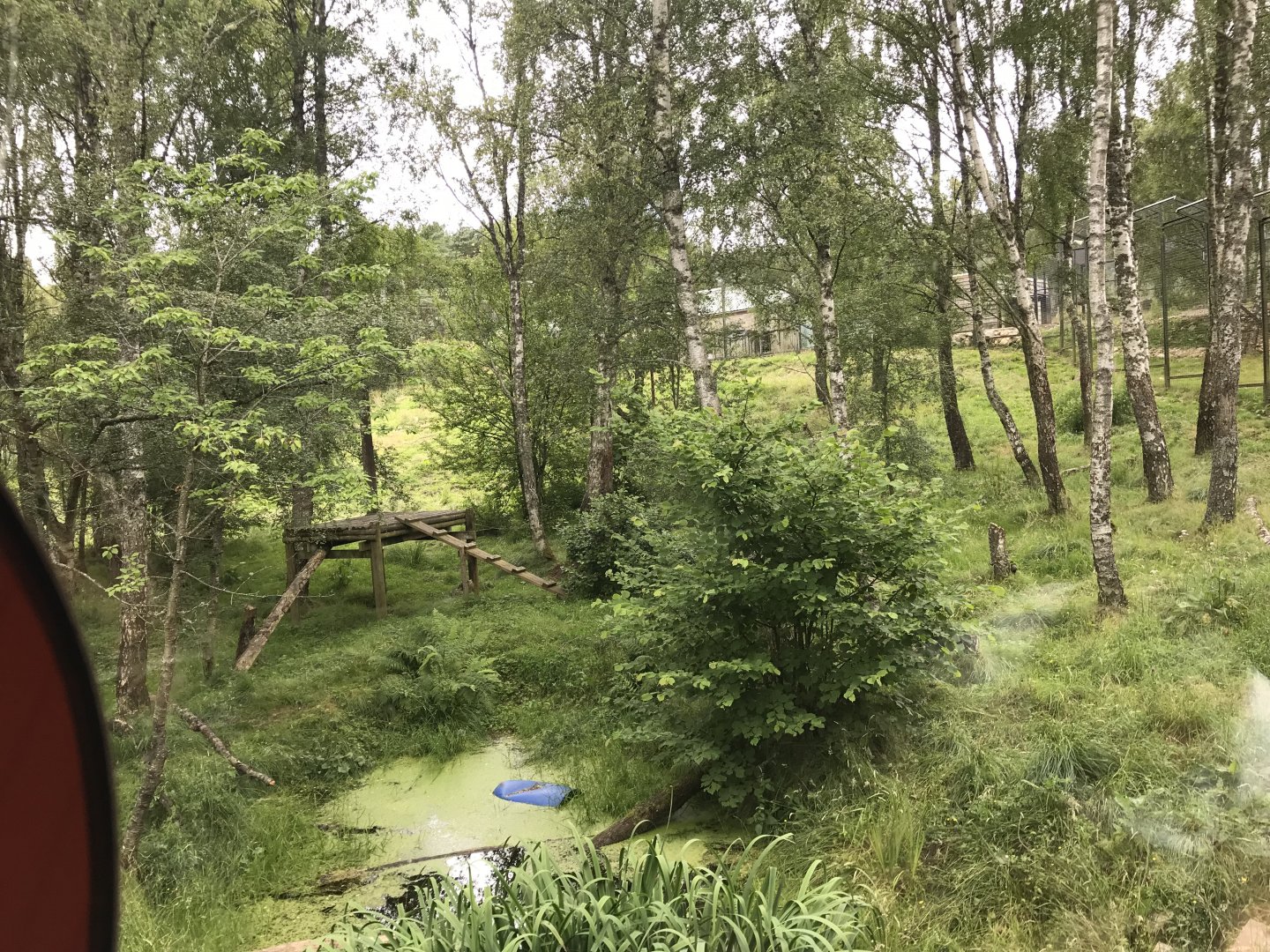 Amur tiger enclosure