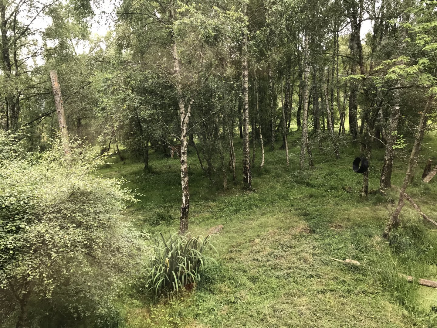 Amur tiger enclosure