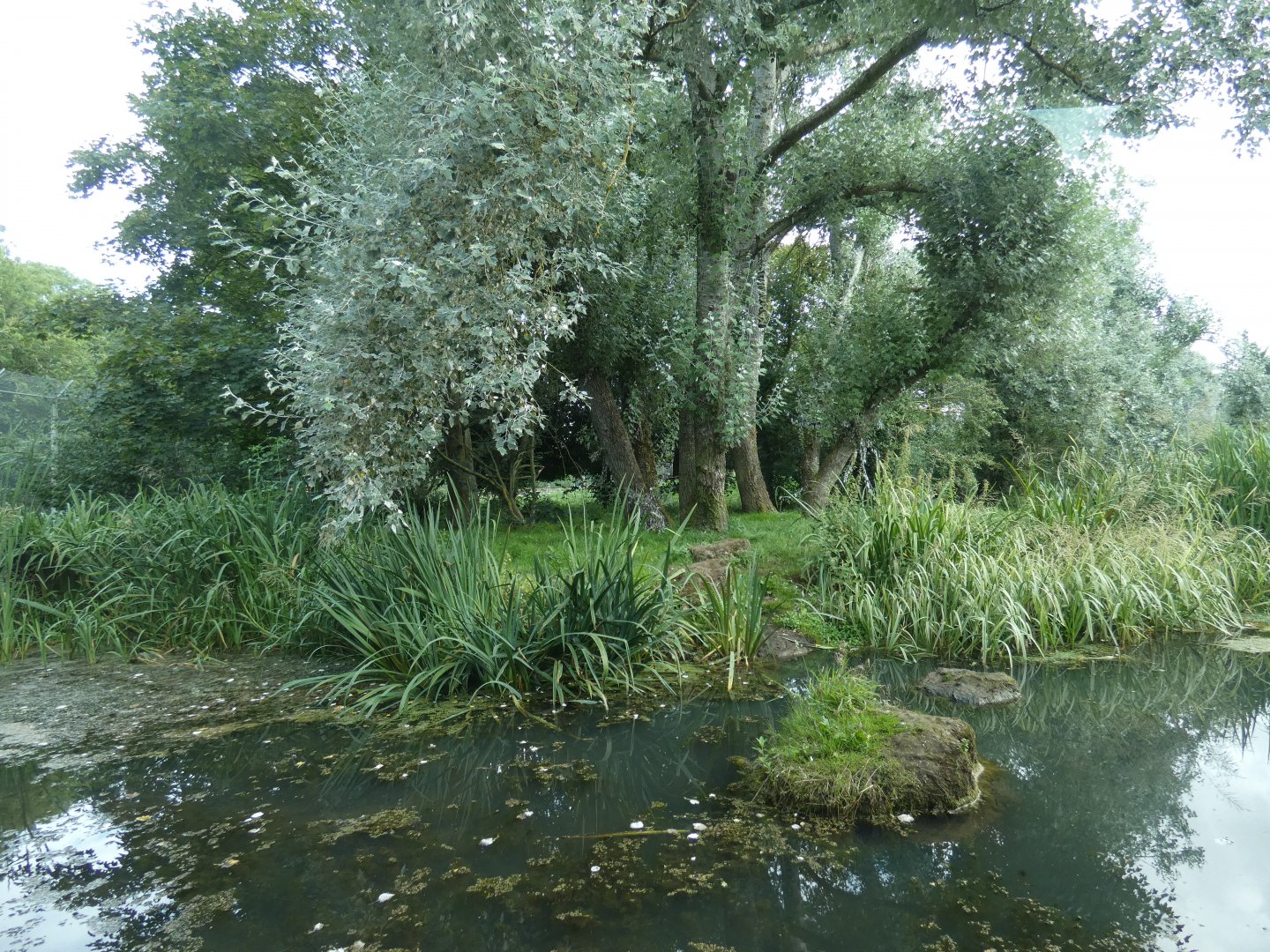 Amur tiger enclosure