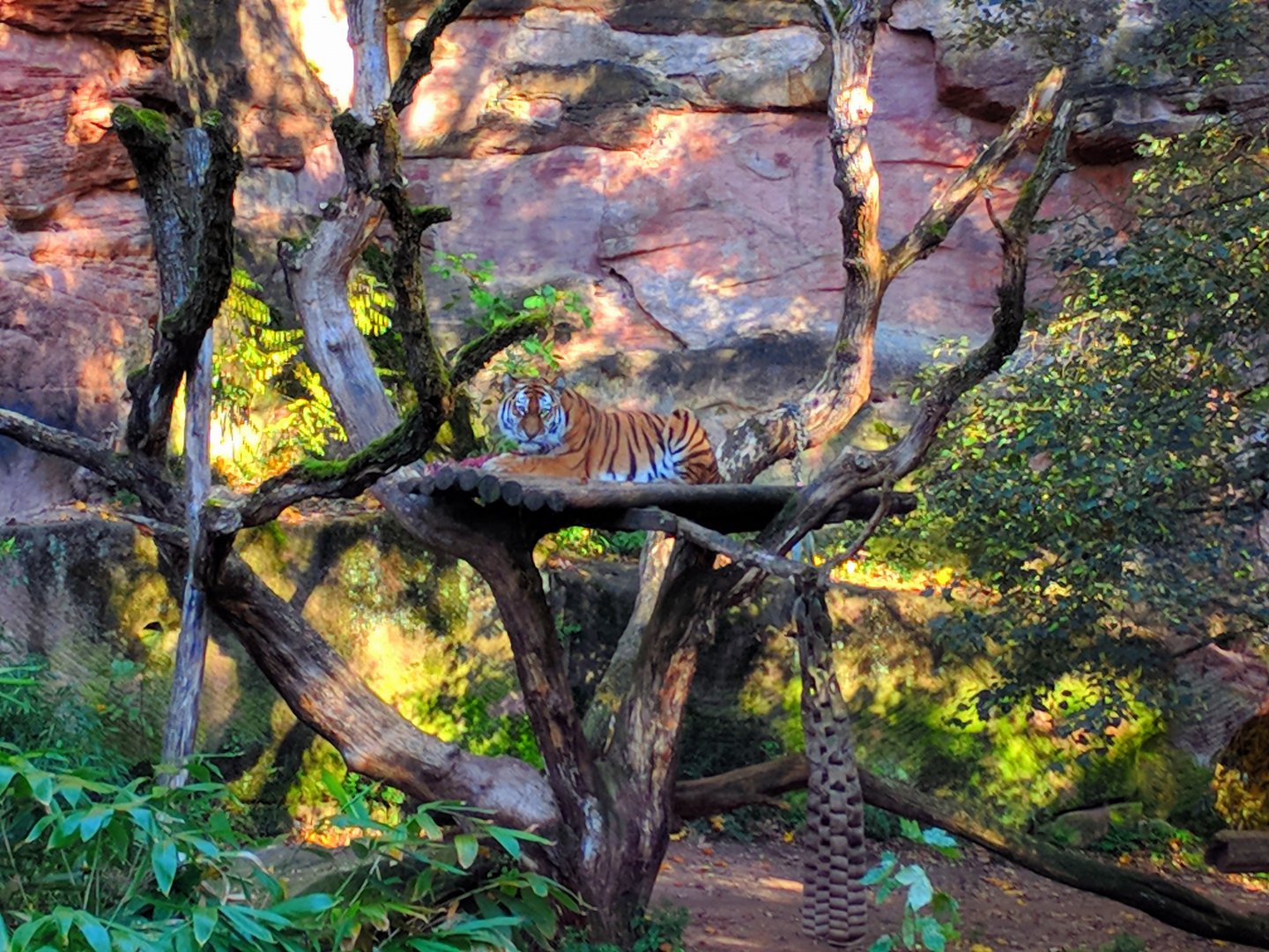 Amur Tiger Enclosure