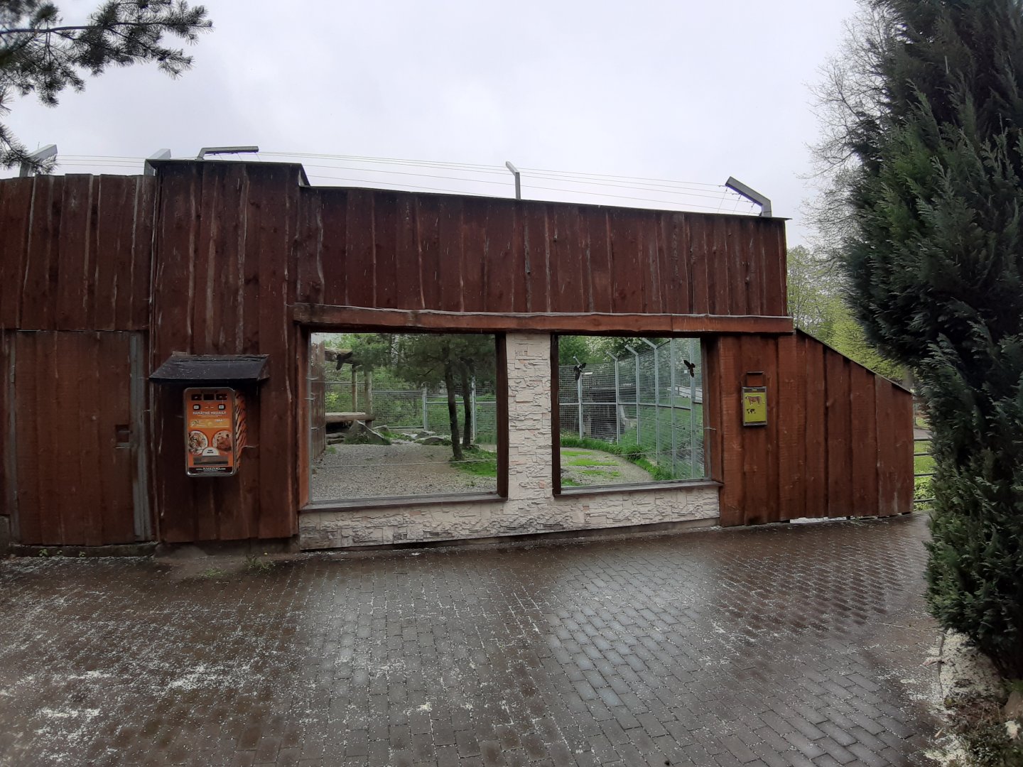 Amur tiger enclosure