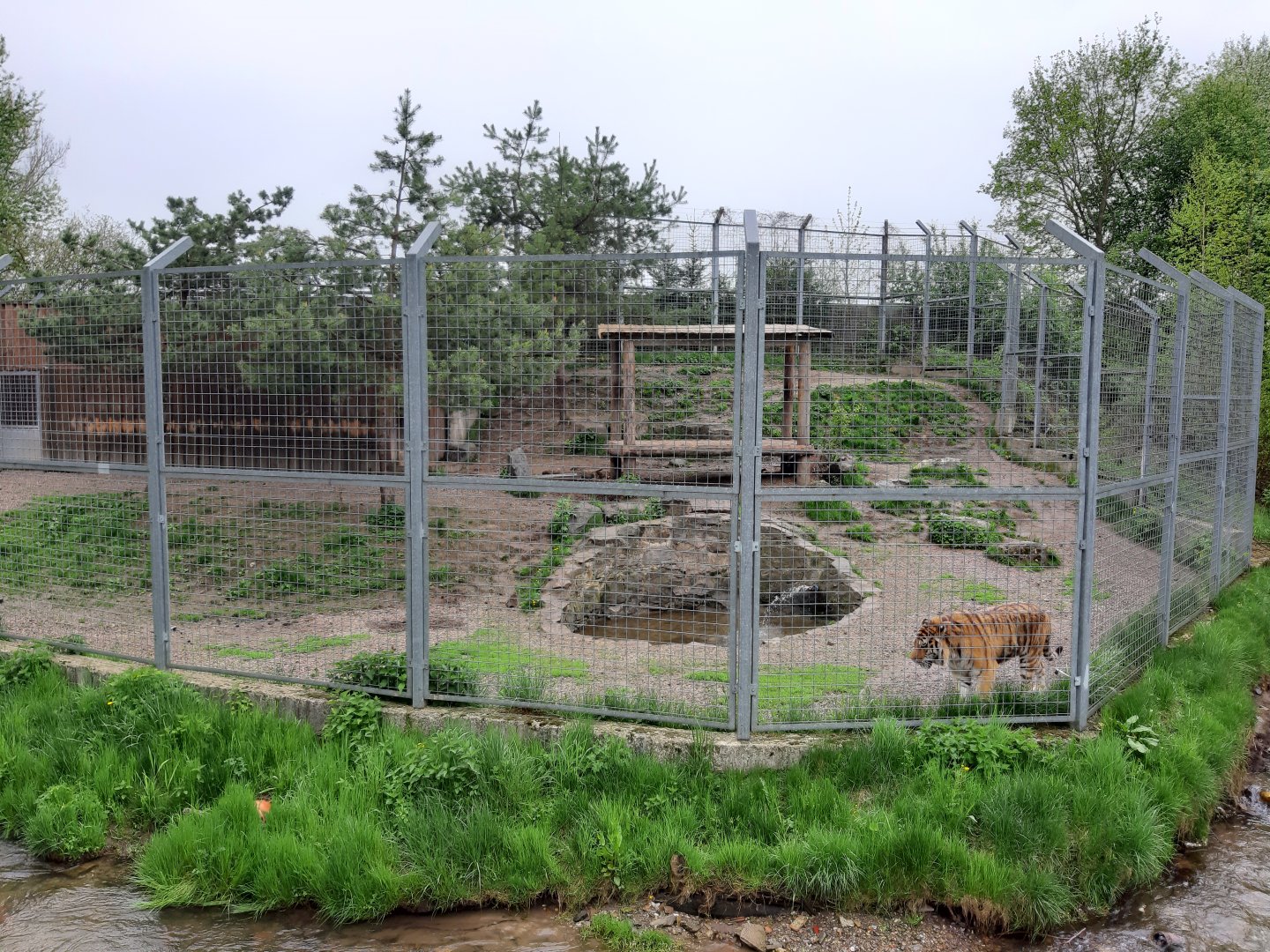 Amur tiger enclosure