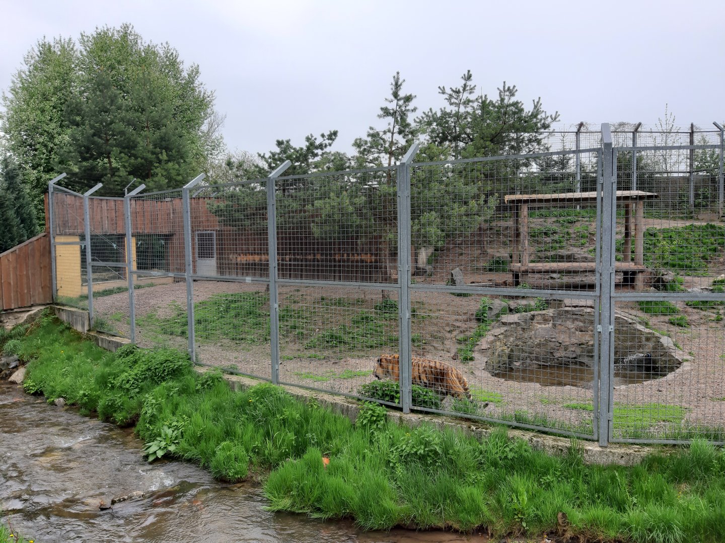 Amur tiger enclosure