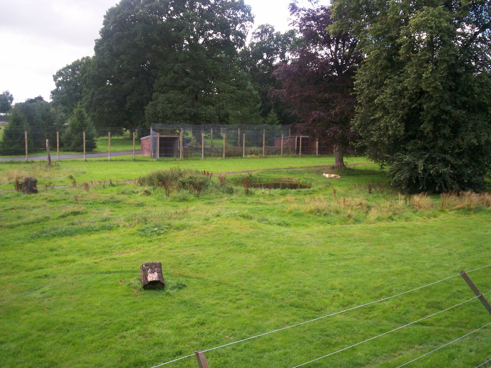 Amur tiger enclosure