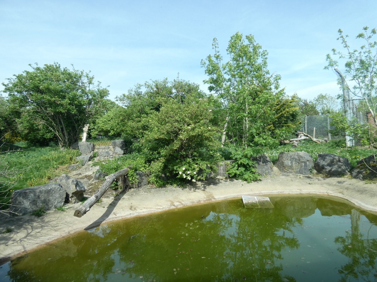 Amur tiger enclosure