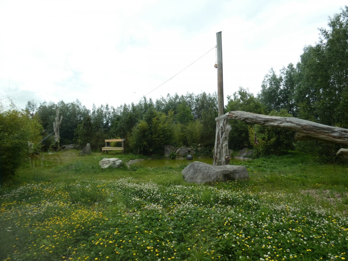 Amur tiger enclosure